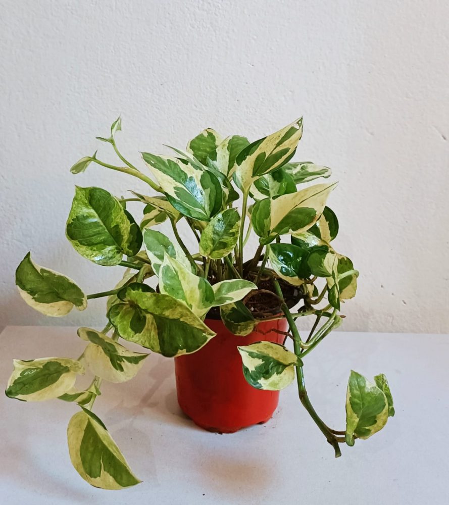 How Do Money Plants Grow? NYK Daily