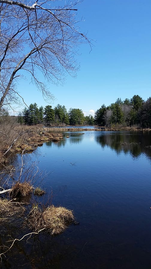 Waterfront Land in Amboy NY on Little River 46 Acres NY LandQuest
