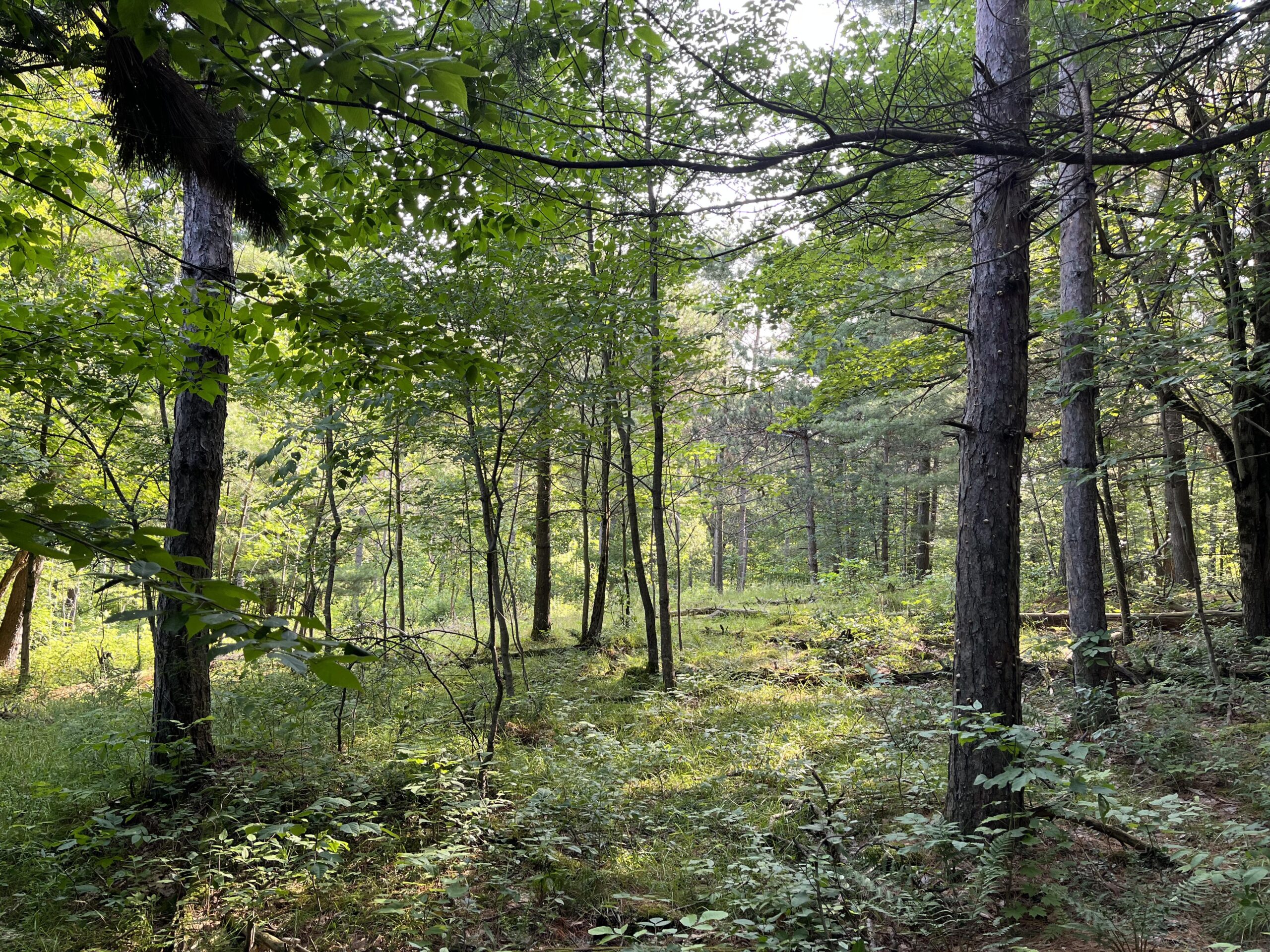 5 acre Hunting Land Bordering State Land Russell NY NY Outdoor Realty