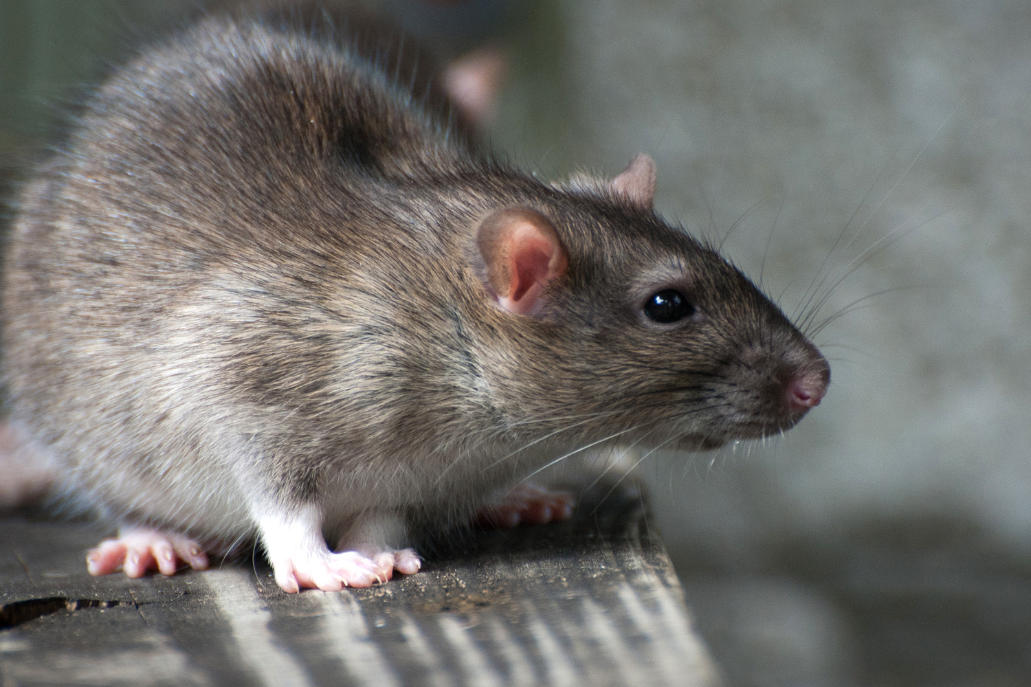 Child dies from pet rat bite; family sues Petco