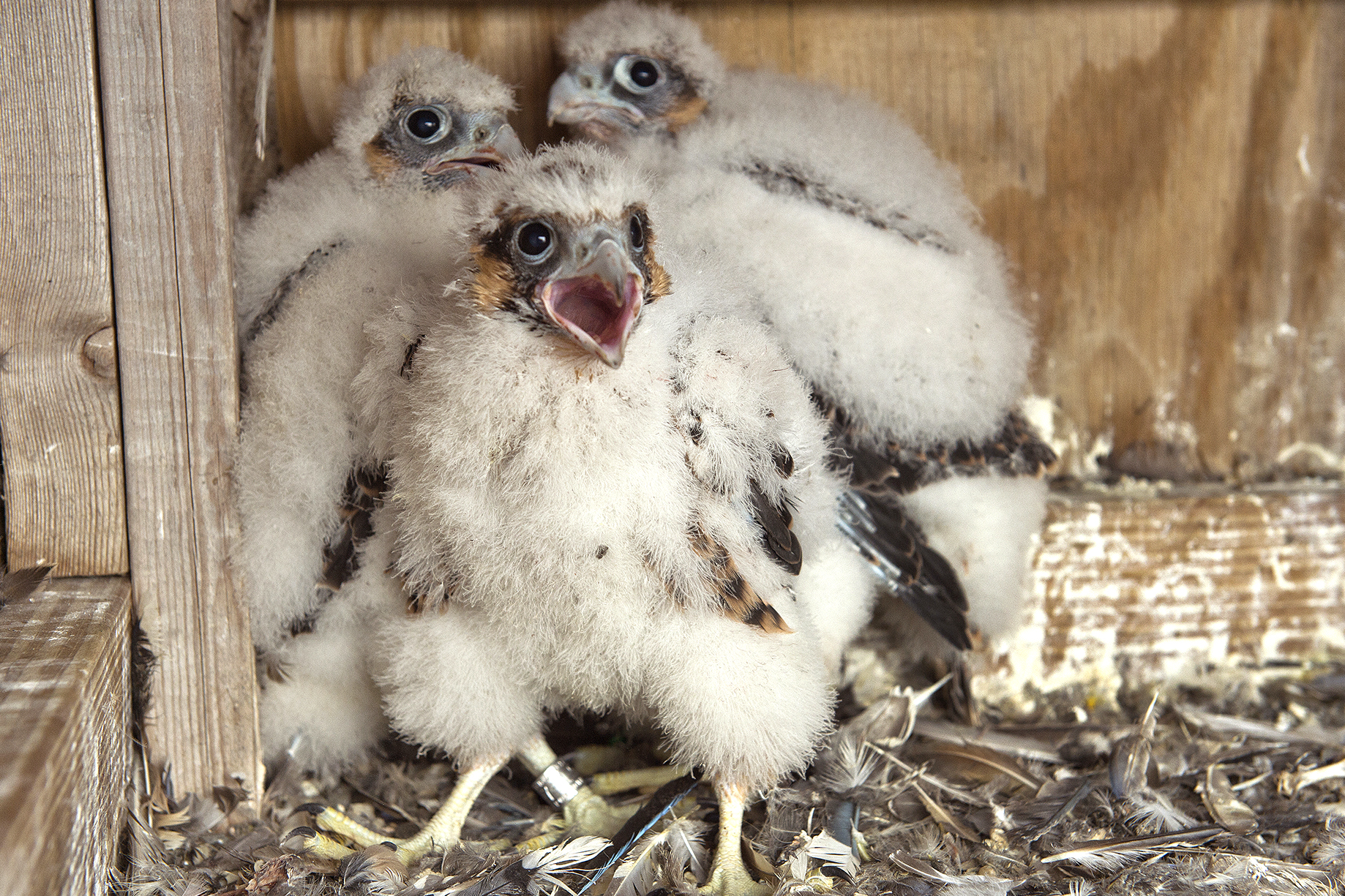 Endangered falcons living on top of NYC bridges