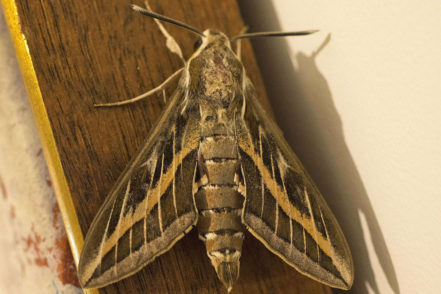 Man has moth removed from ear where it buzzed for 3 days