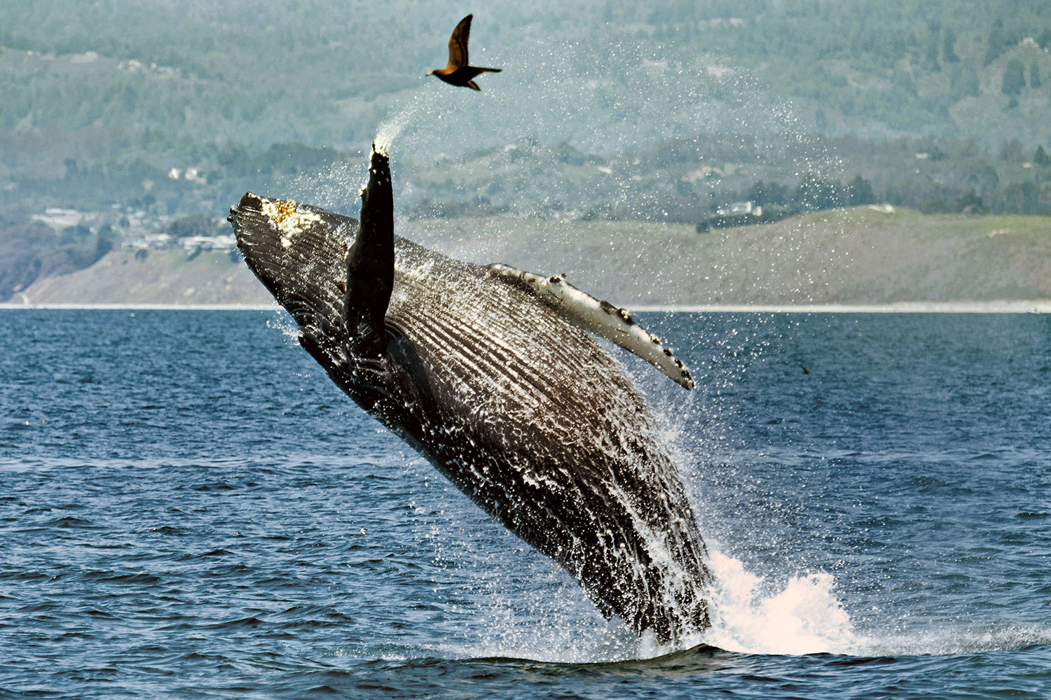 Humpback whale leaps from ocean to highfive a bird