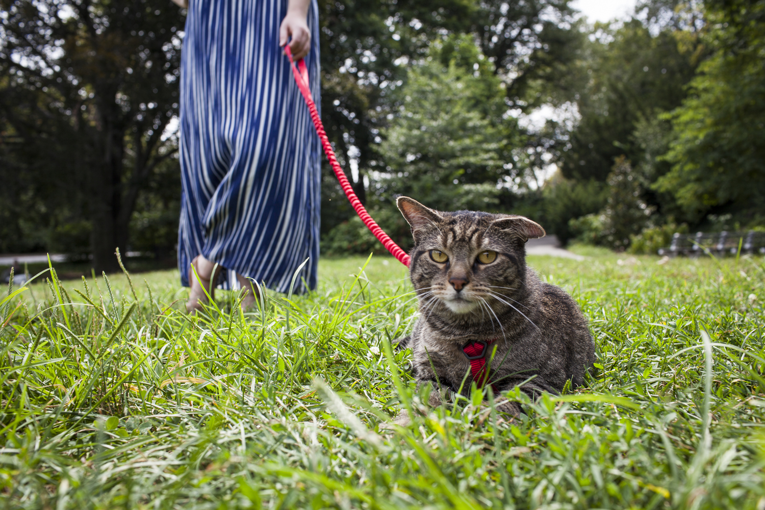 walking cat on leash