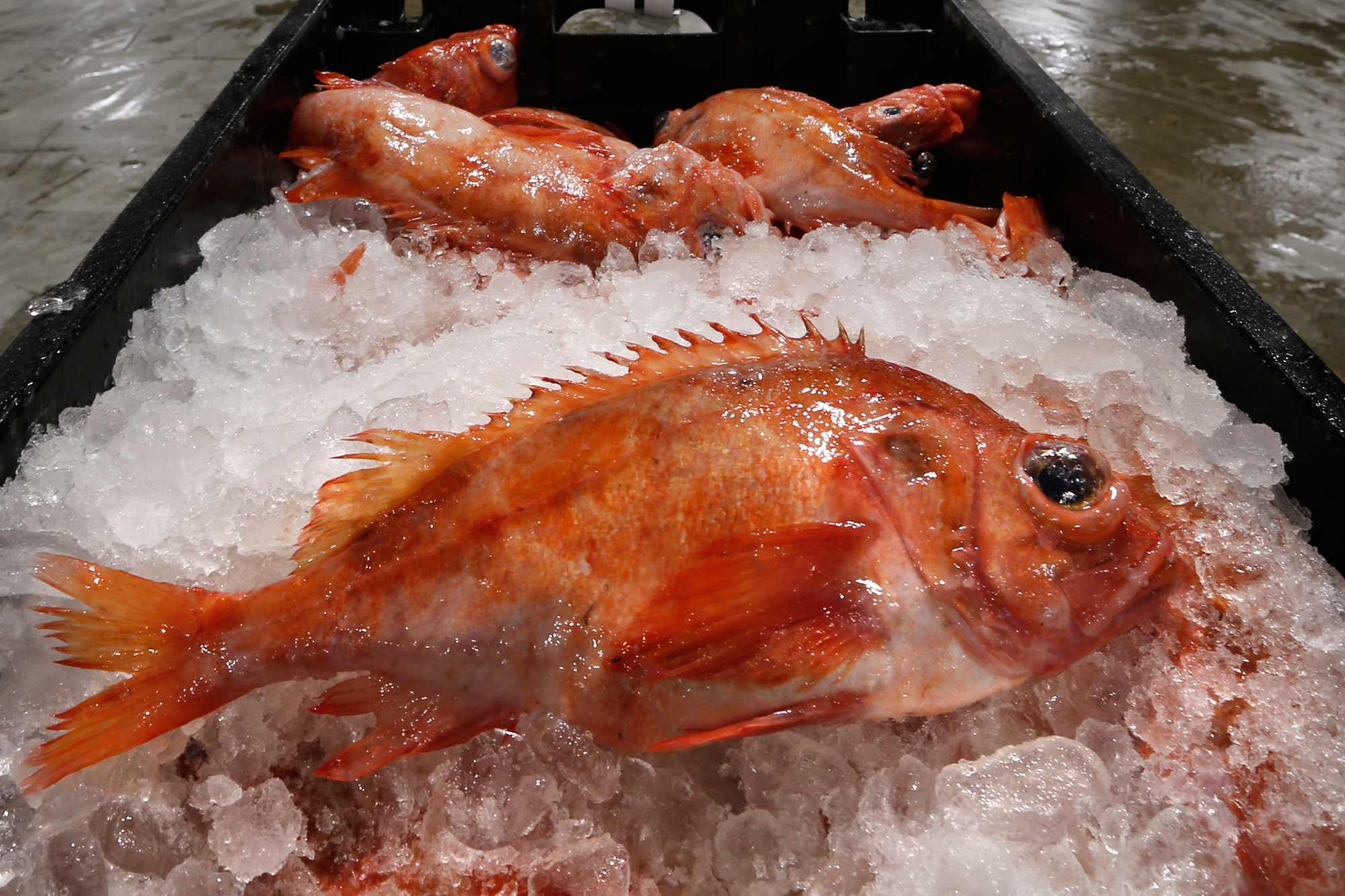 Fish sticks for millennials! Seafood industry rebrands ‘trash fish’