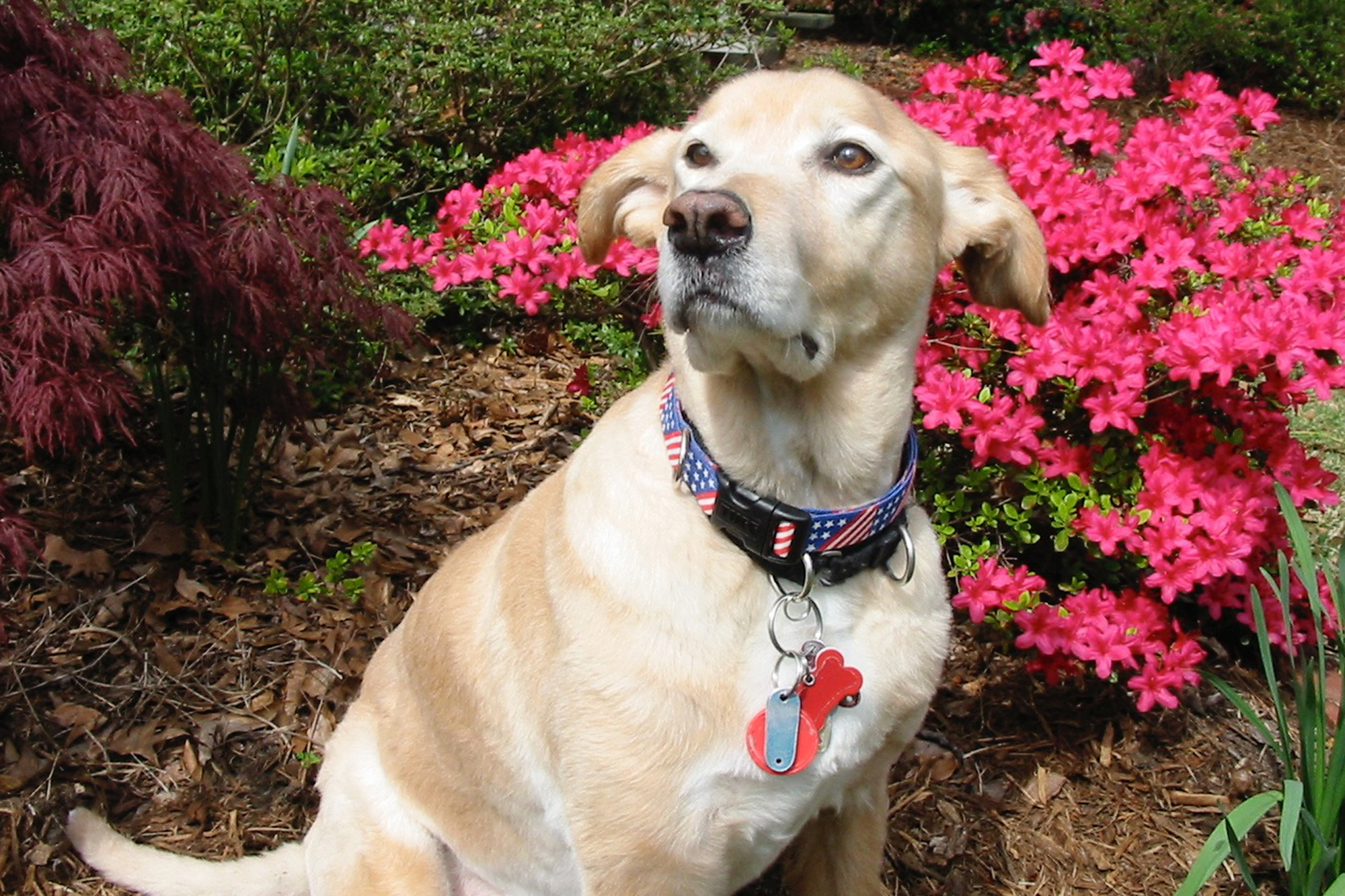 This dog walked 111 miles trying to find his way home