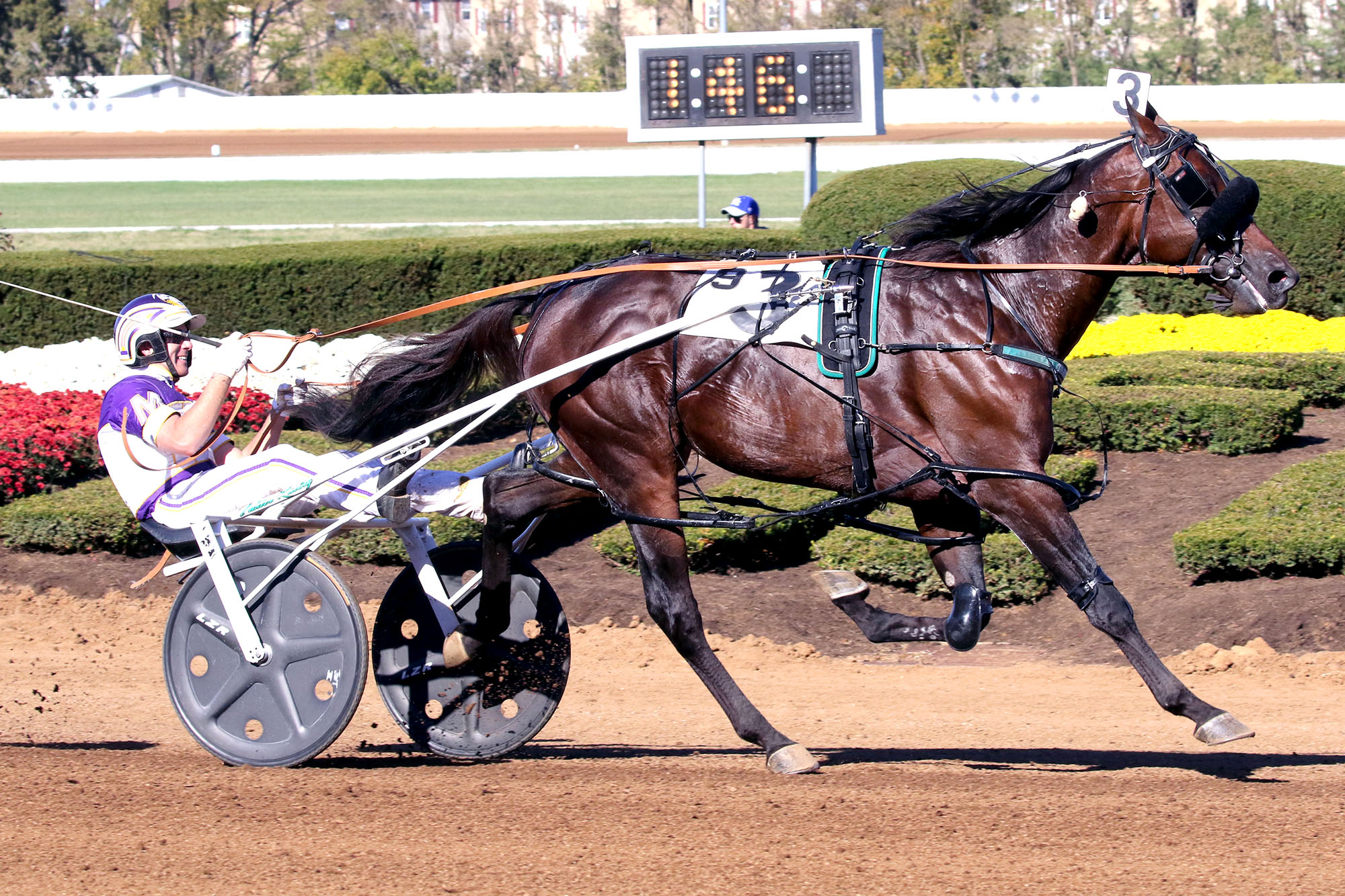 Harness Horse of the Year to be determined at Breeders Crown