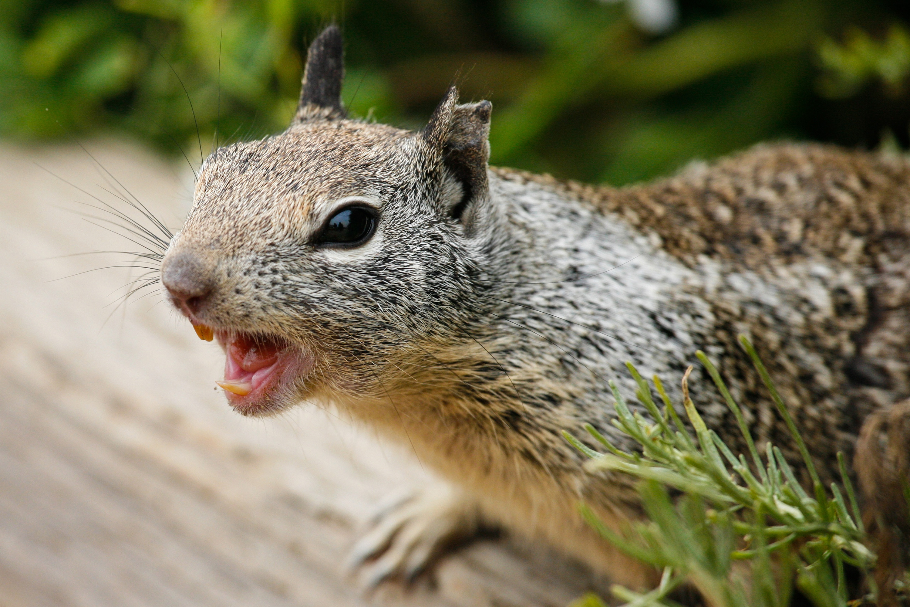New Yorkers aren’t afraid with psycho squirrel on the loose