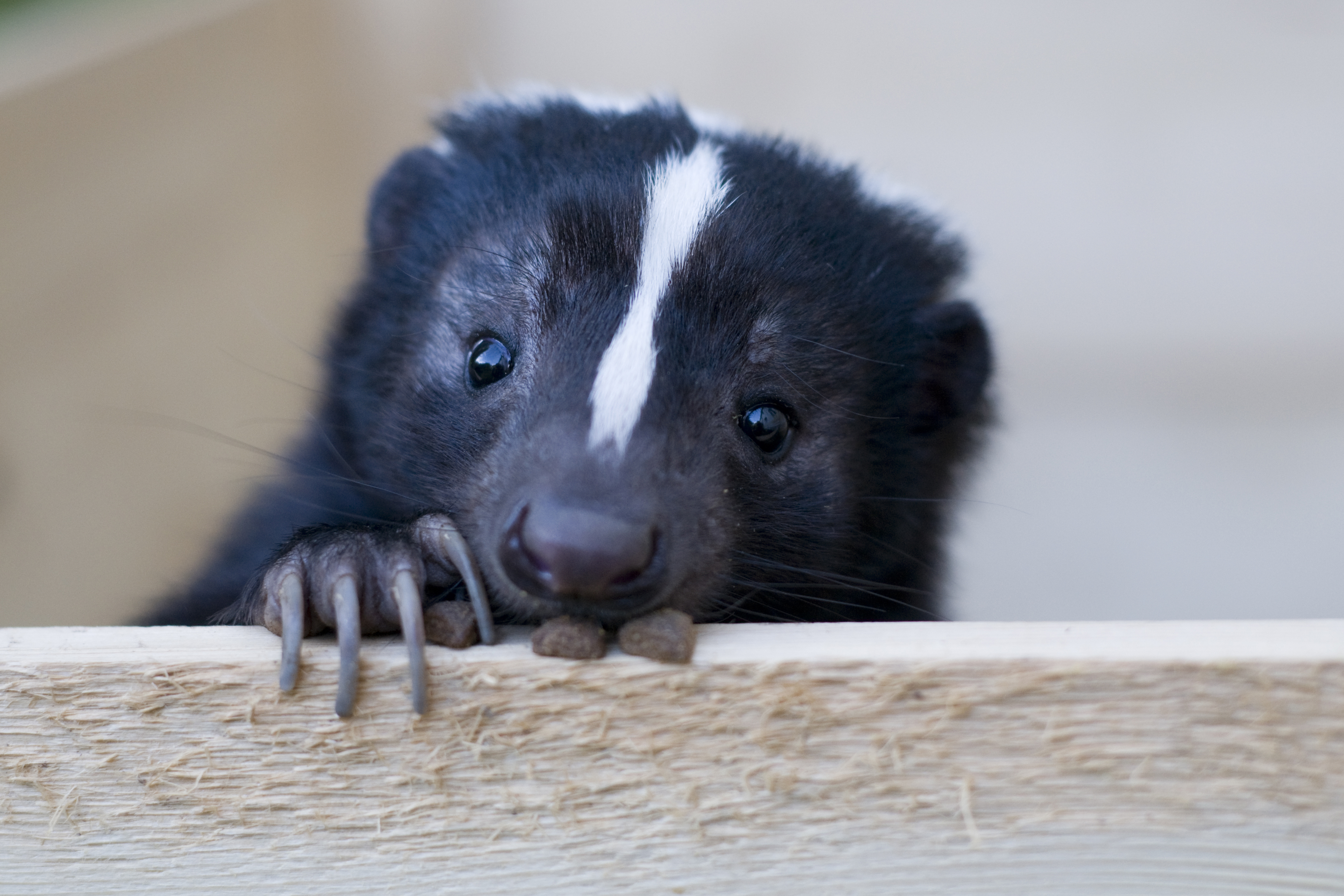 Boy wakes up to a skunk in his bed