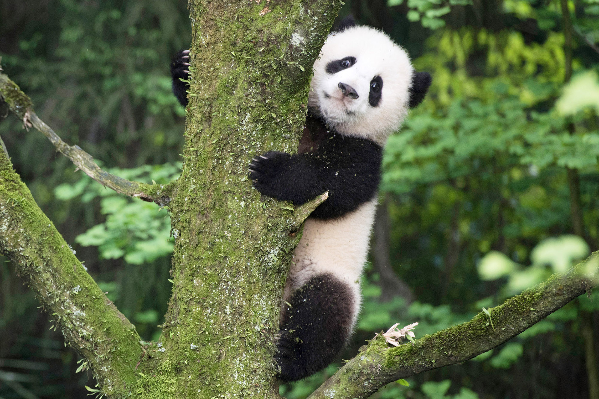 These cuddly pandas are more dangerous than they look