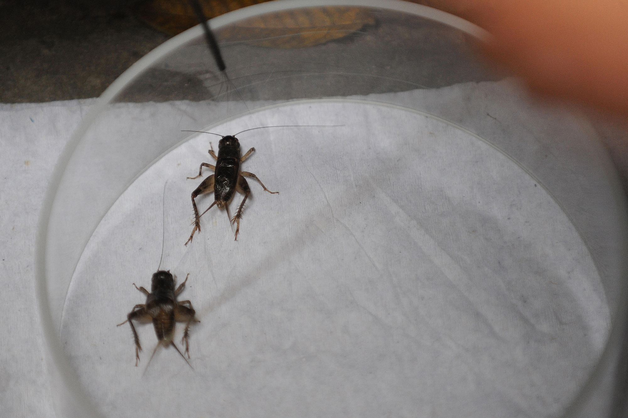 Cricket fight fans bet on illegal bug boxing matches