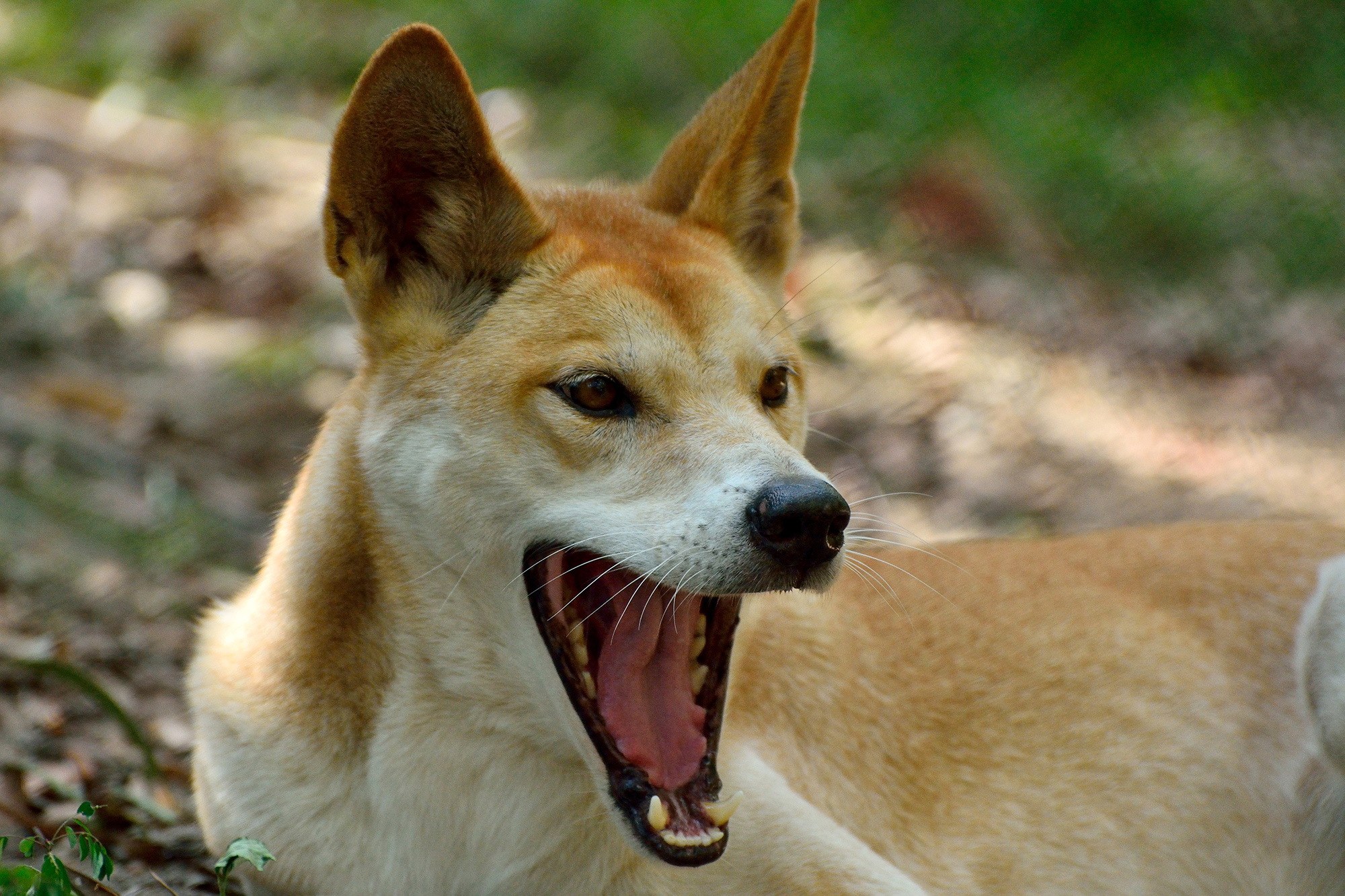 Boy, 6, hurt after dingo attack in Australia