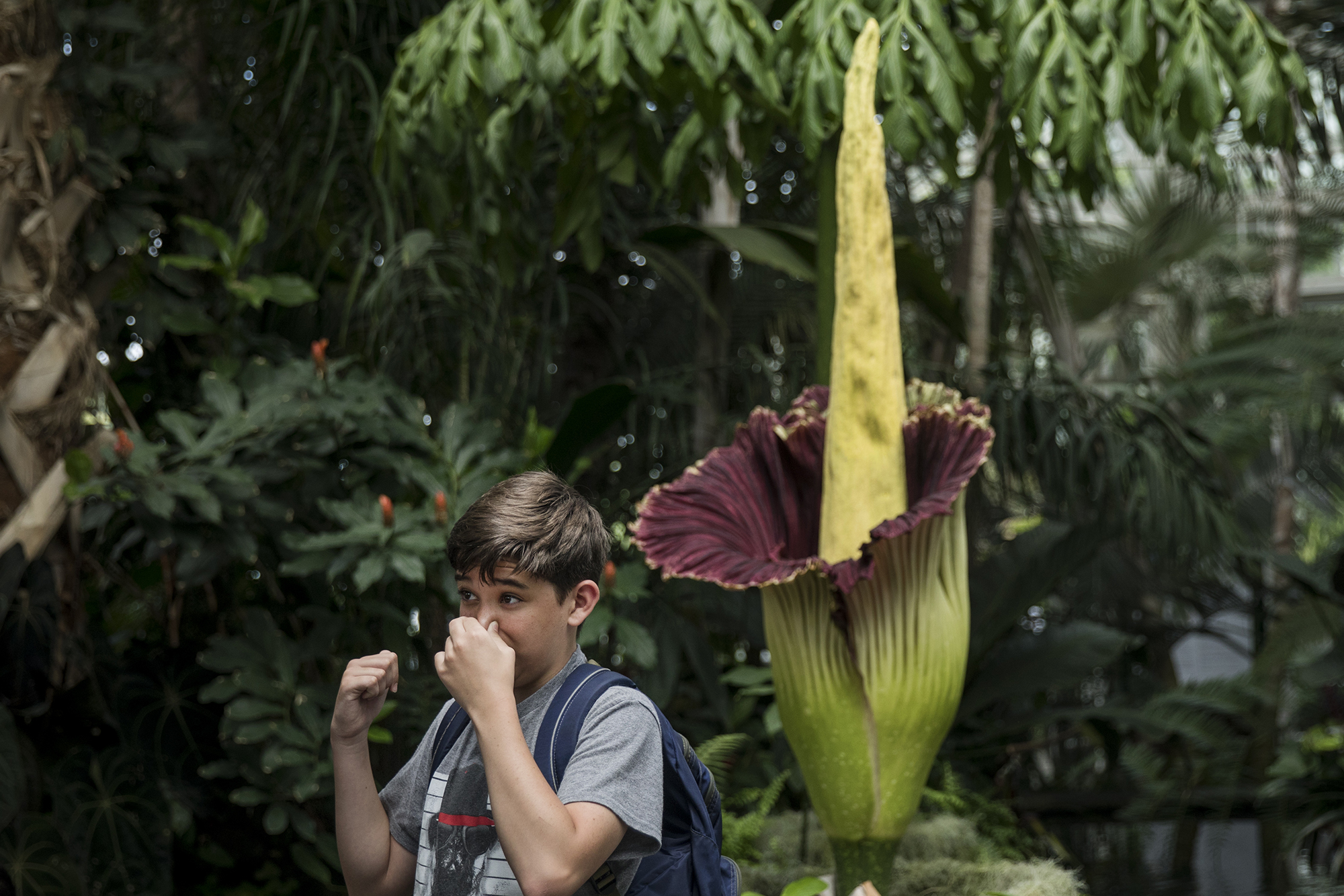 Rare 'corpse flower' returns to stink up NYC this weekend