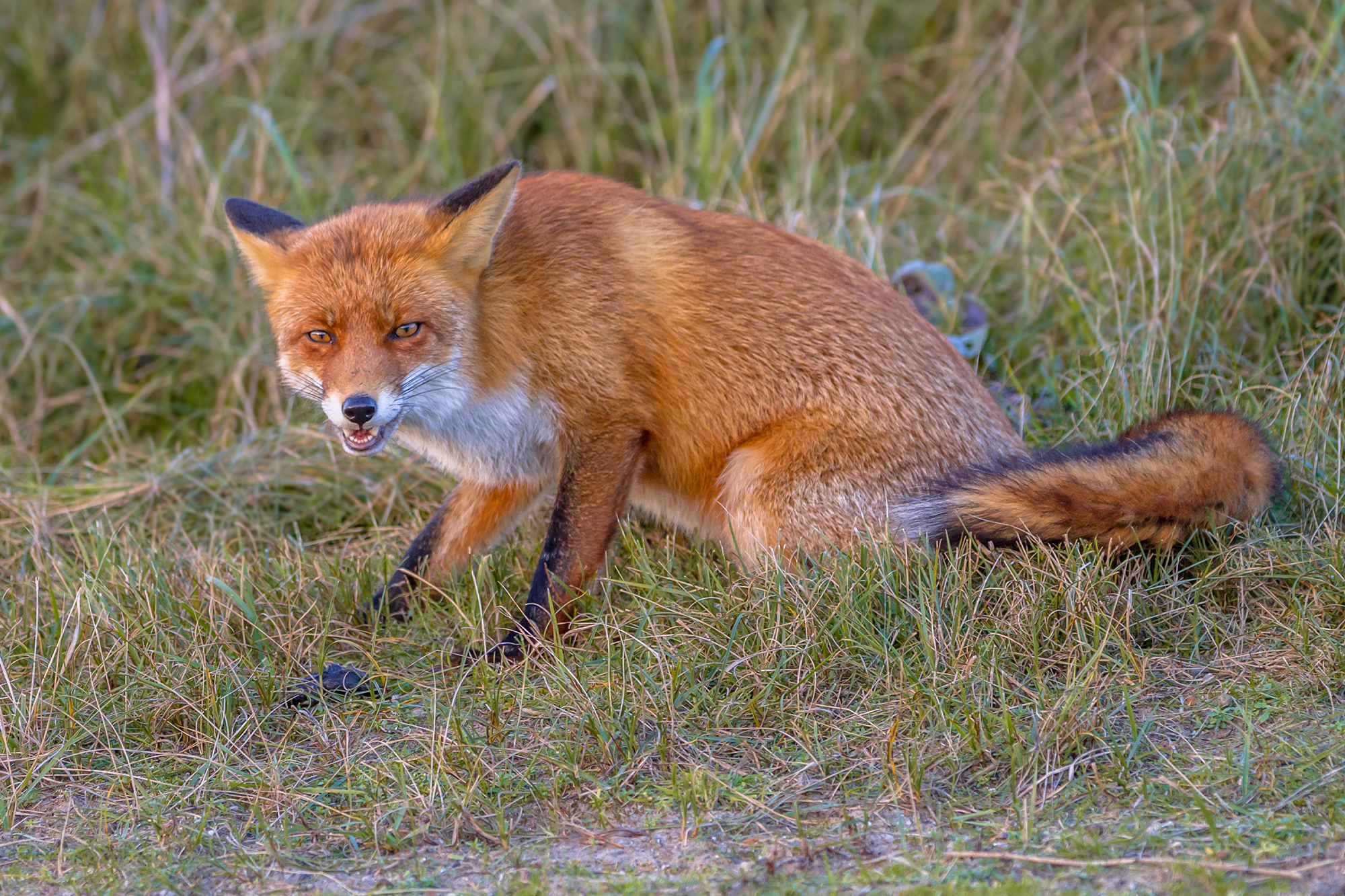 Angry fox attacks five people in New Jersey biting spree