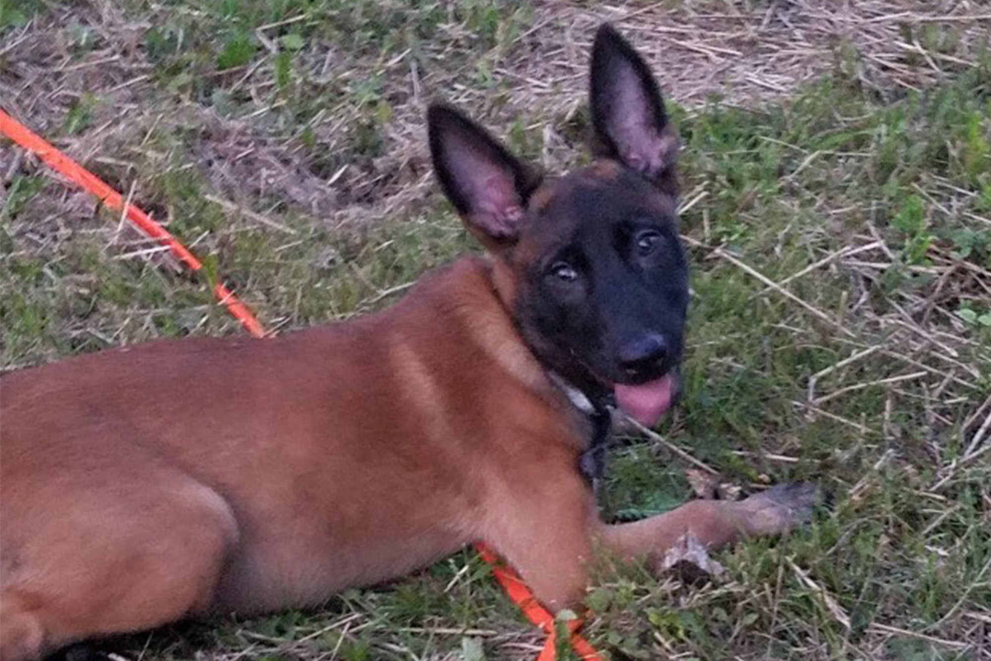 Long Island animal shelter stole mans dog, adopted it out
