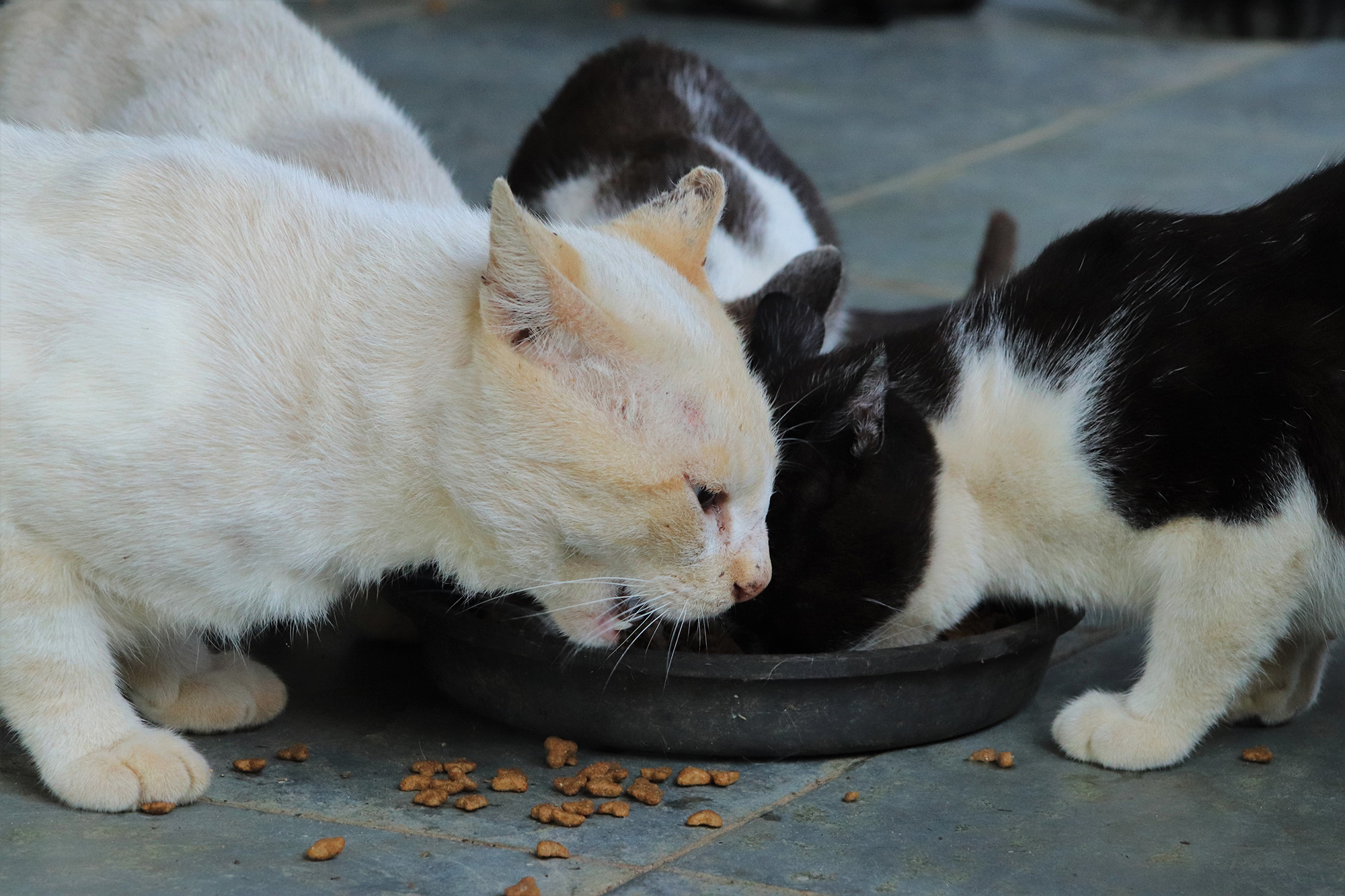 cat not eating enough