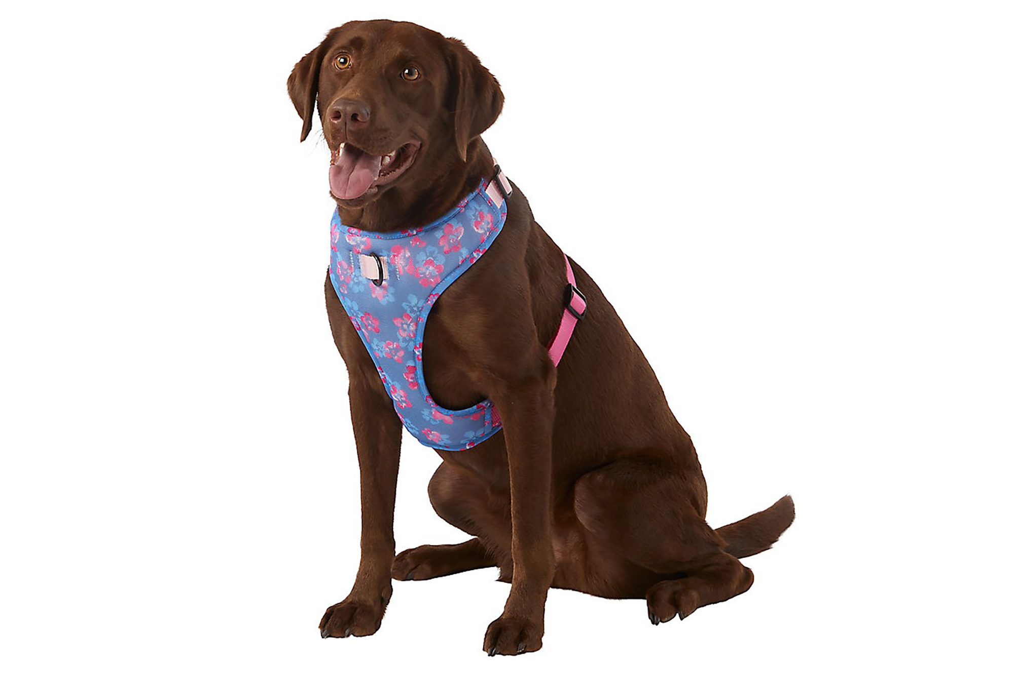 The 14 best online pet stores for busy pet parents in 2024