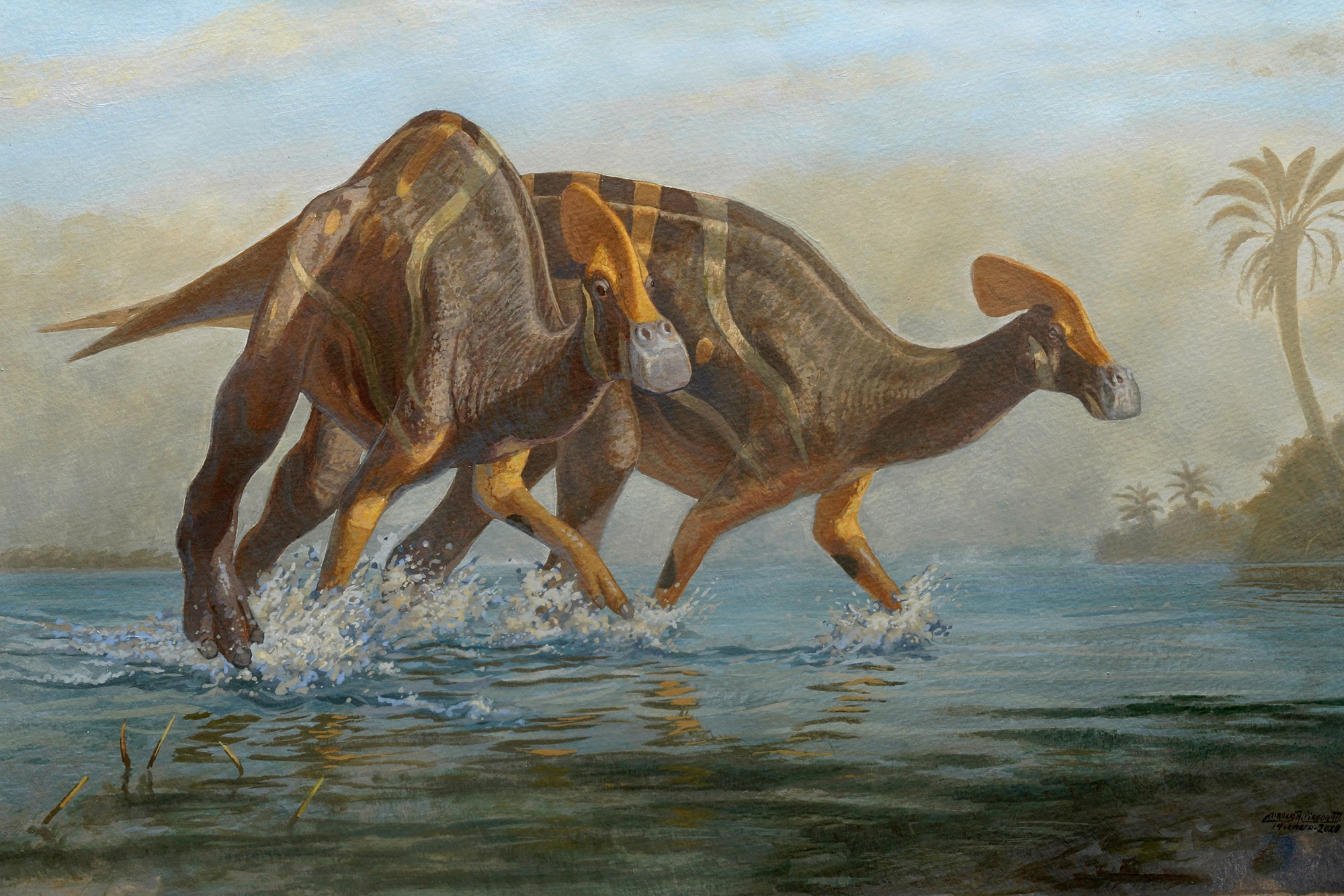 New species of crested dinosaur identified in Mexico