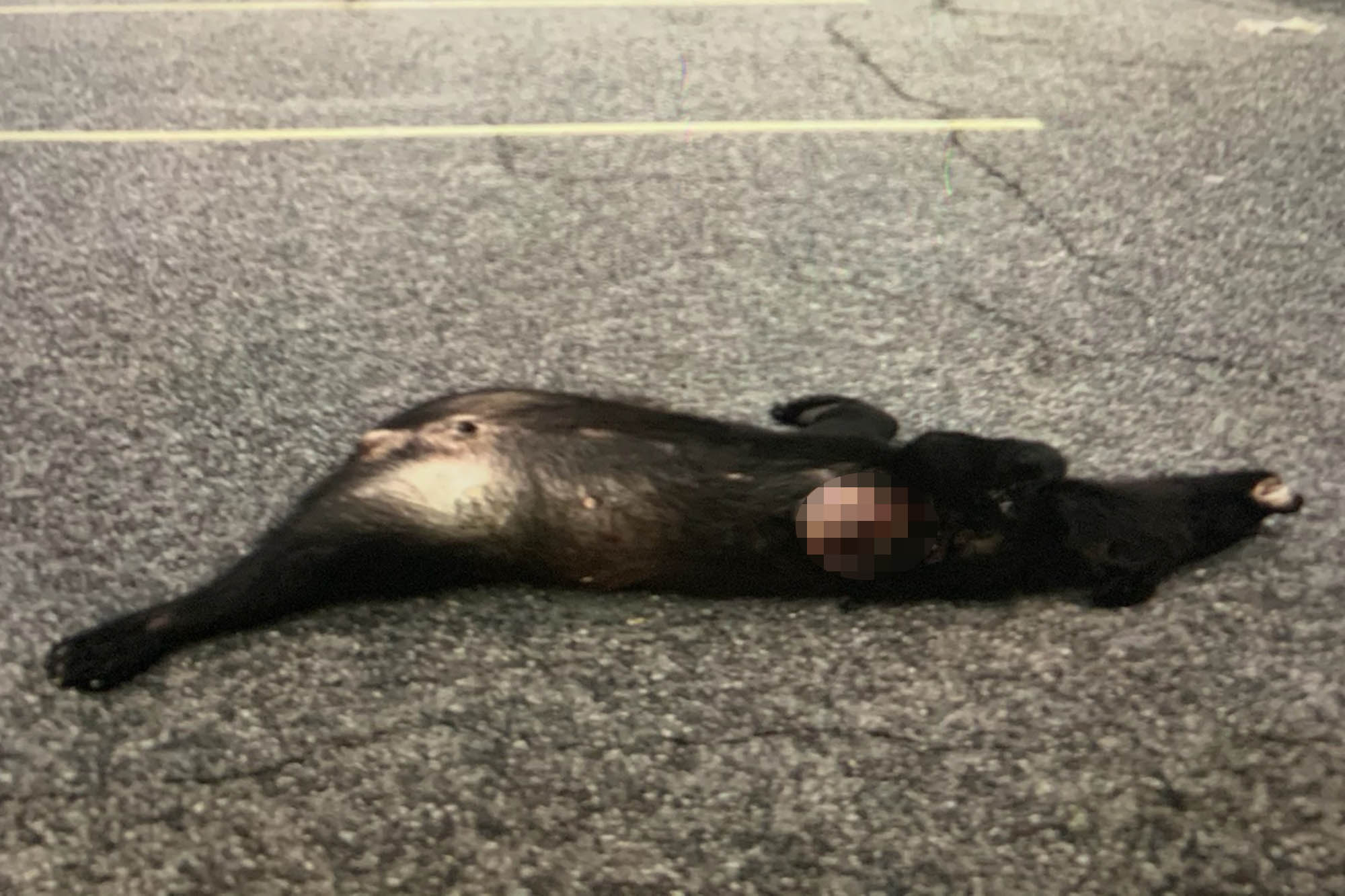 Bear cub carcass discovered in Staten Island