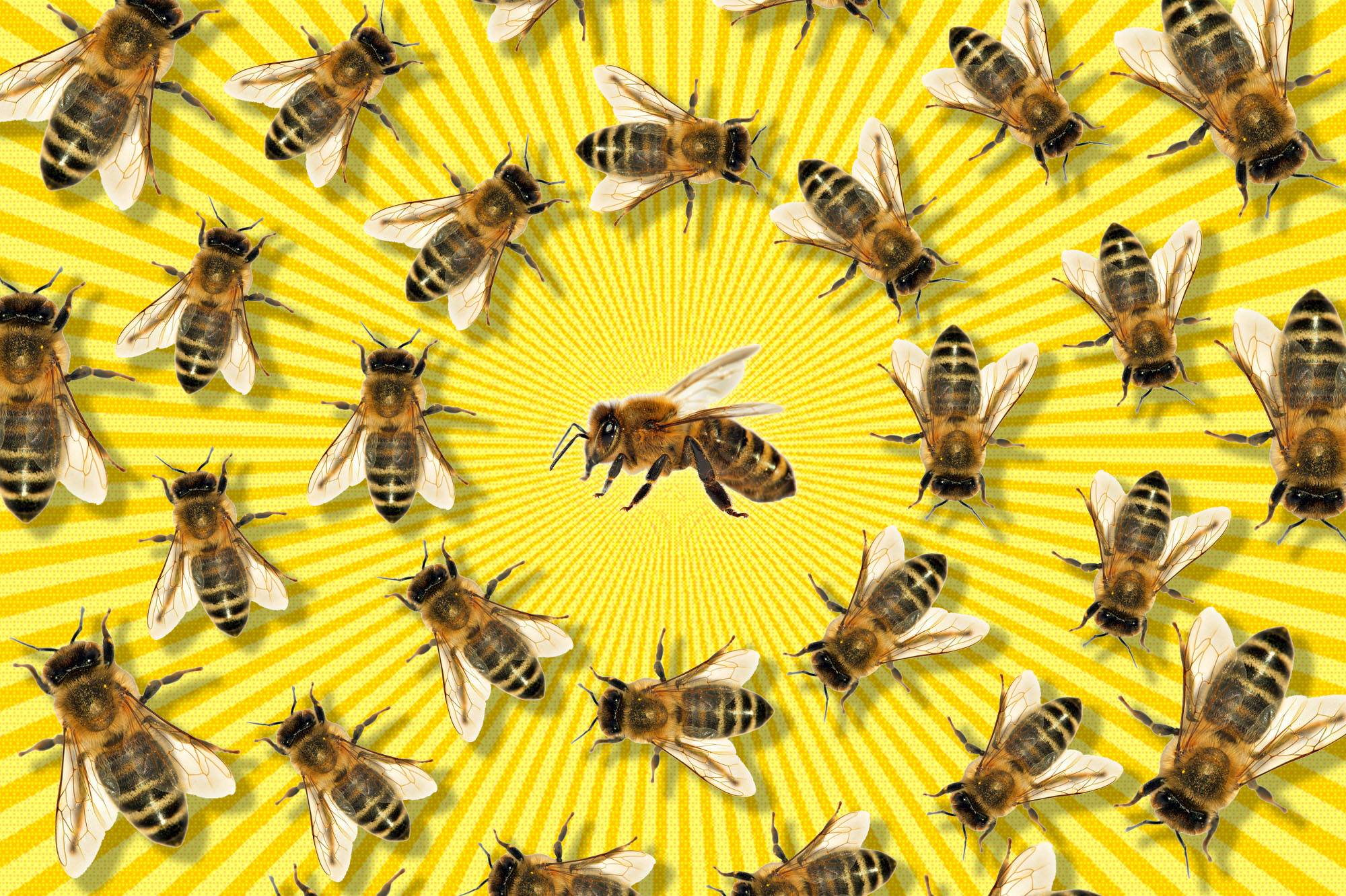 The Bee Wall Hangings Wall Decor Home & Living