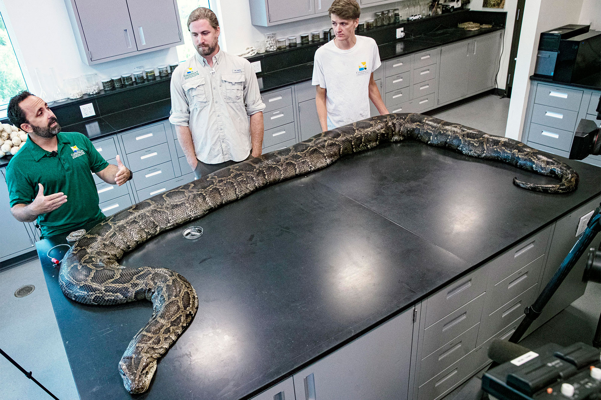 Biologists capture largest python found in Florida at 18 feet
