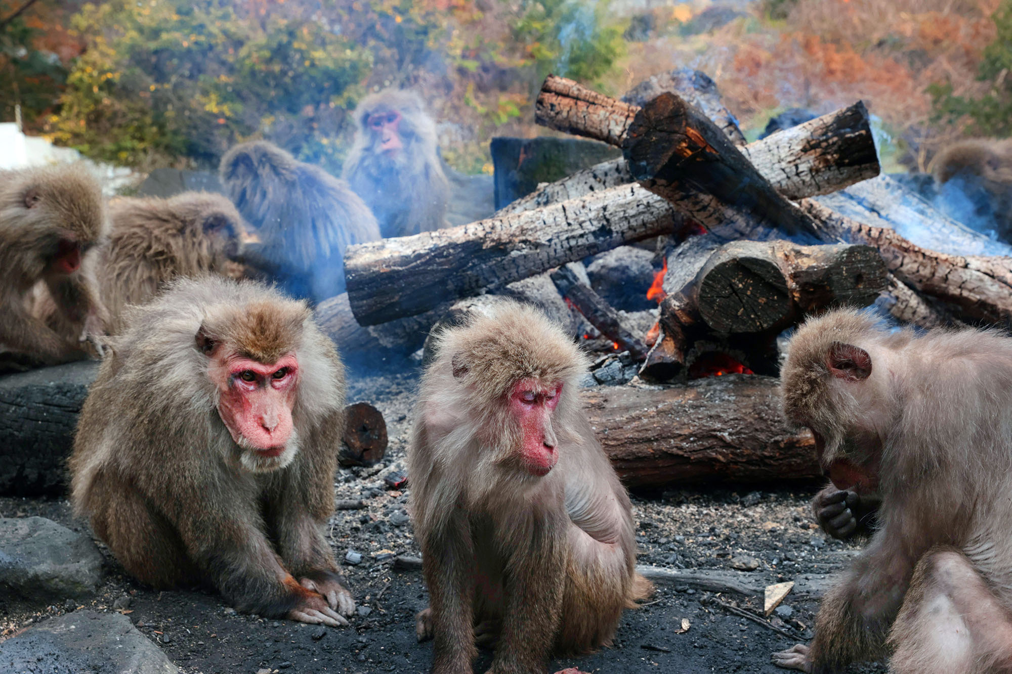 Yamaguchi dispatches monkeyhunting crew after spate of attacks