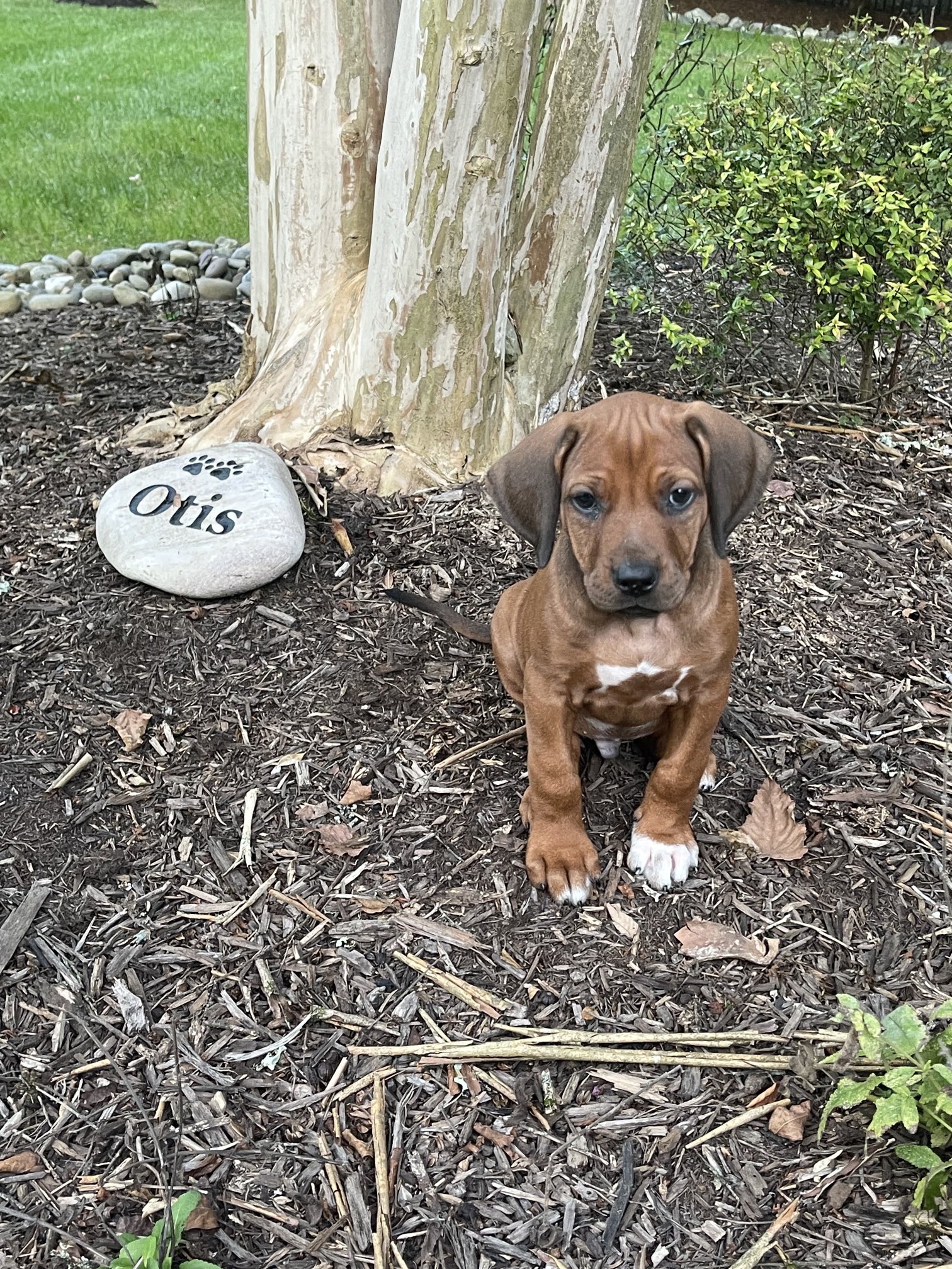 Scott Van Pelt's puppy interrupted podcast with 'giant dump'