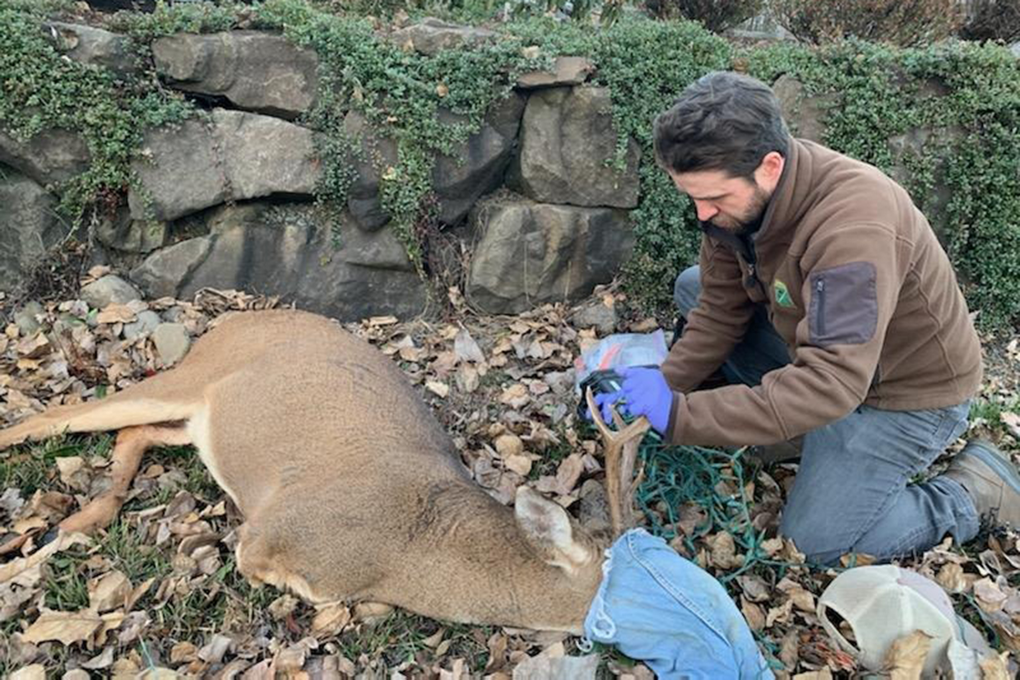 Trending Global Media Threelegged deer freed after getting tangled up