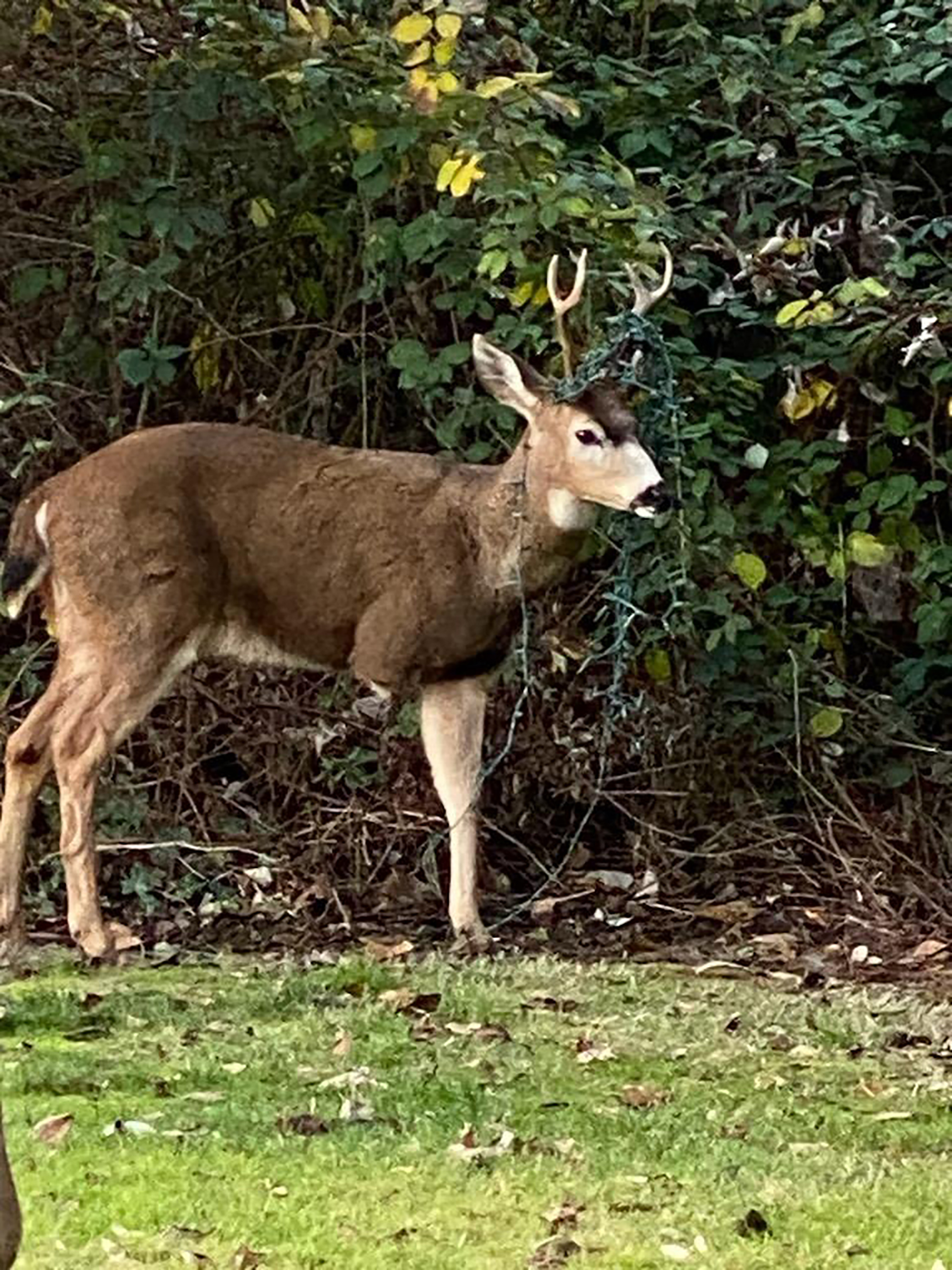 Threelegged deer freed after getting tangled up in Christmas lights