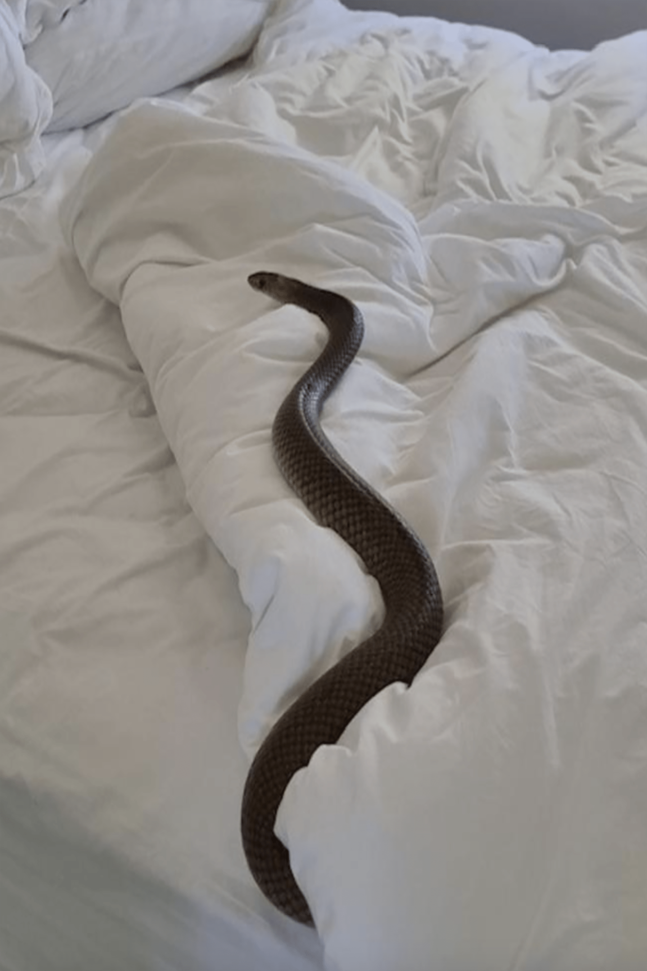 Horror as monster snake discovered in bed Total News