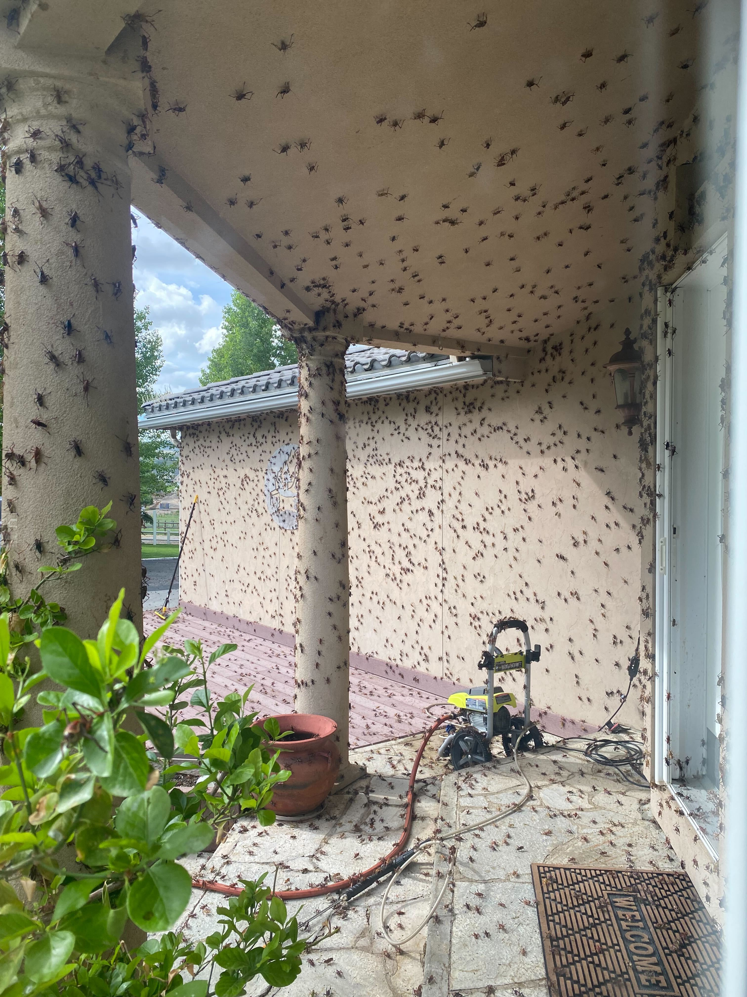 Exclusive Nevada home infested with thousands of Mormon crickets