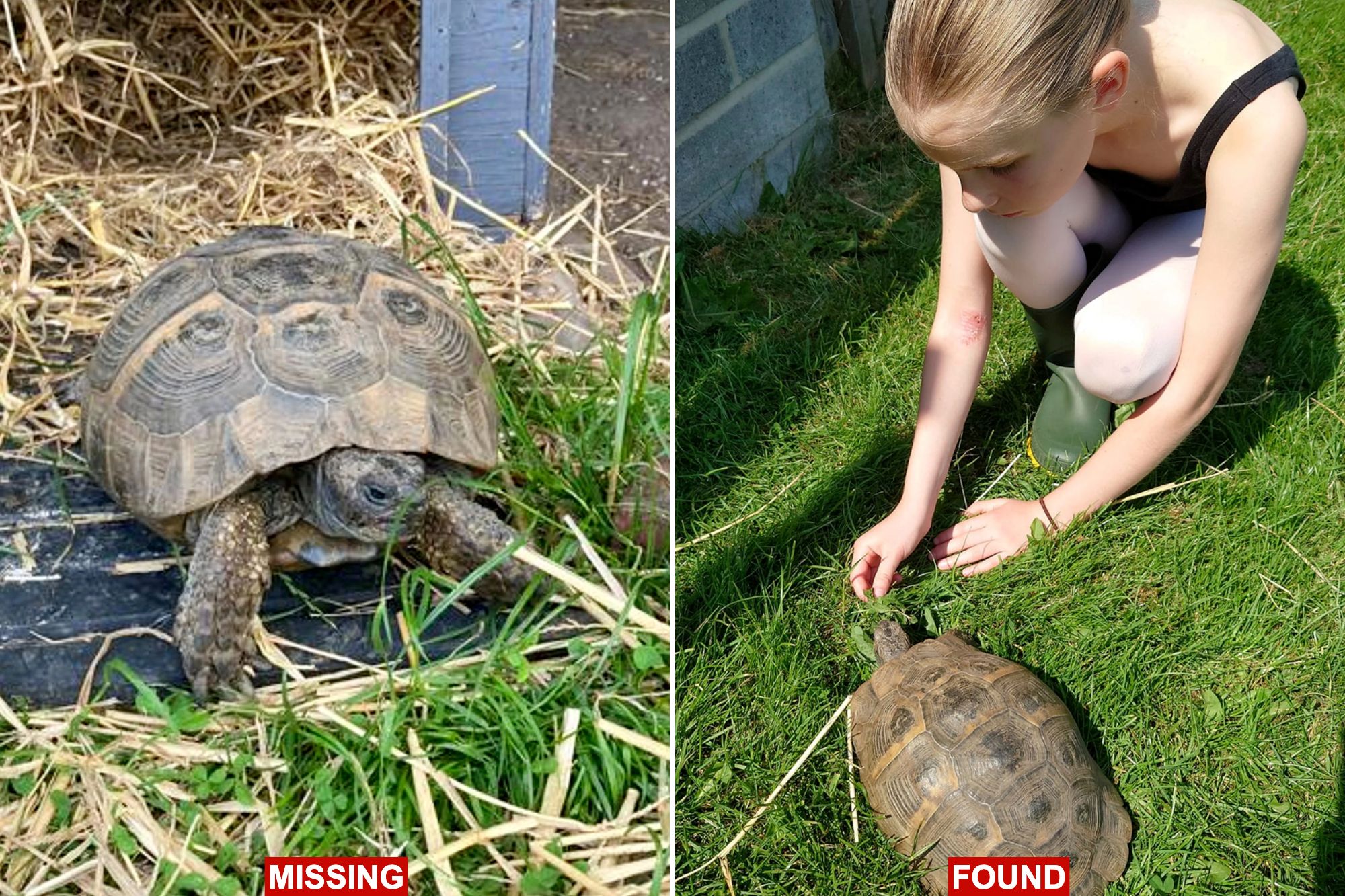 Family stunned after its missing pet tortoise turns up 2 years after disappearance — a few miles