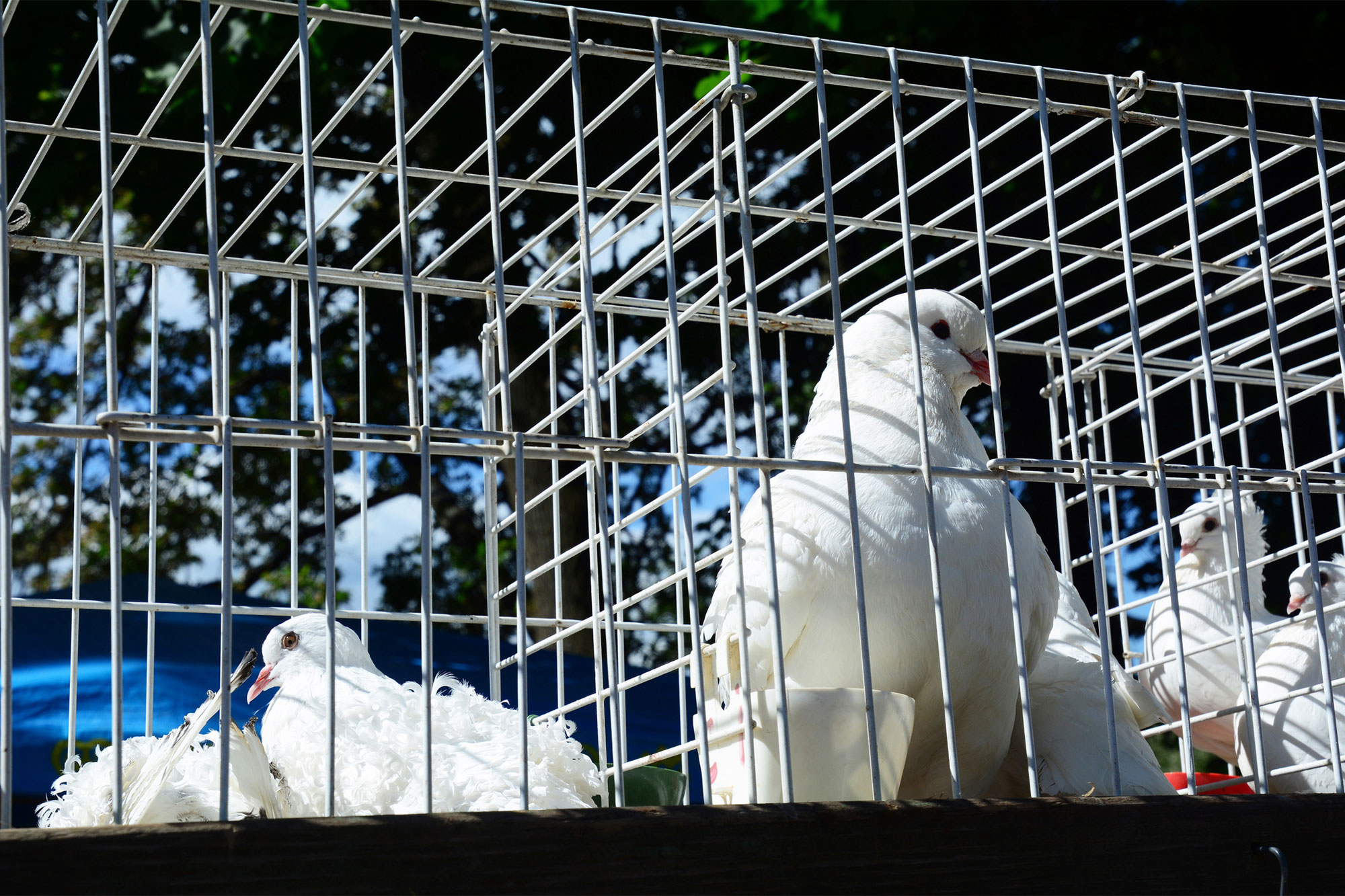 NYC council considers flying dove ban