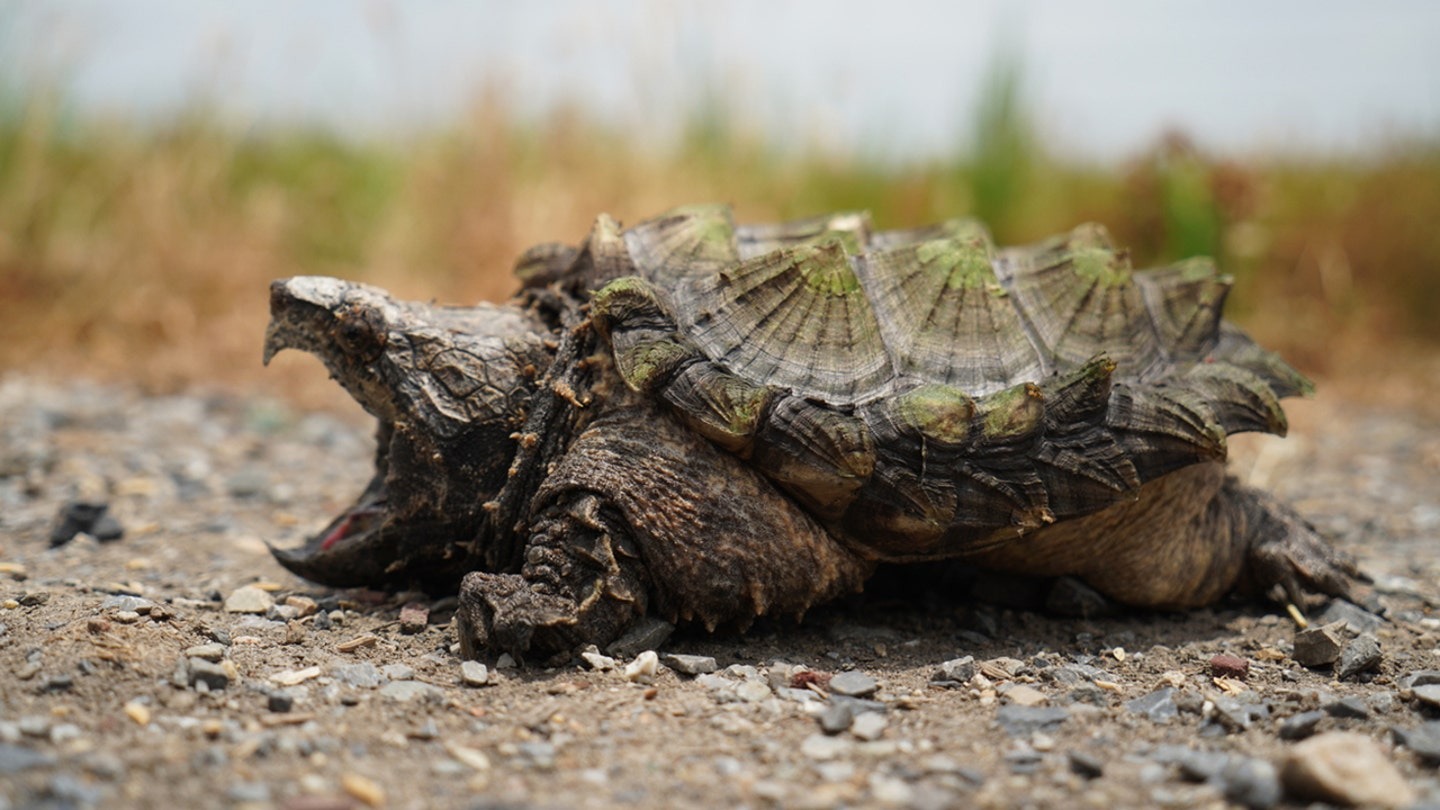 Texas awarding 2K to anyone who reports alligator snapping turtle poaching