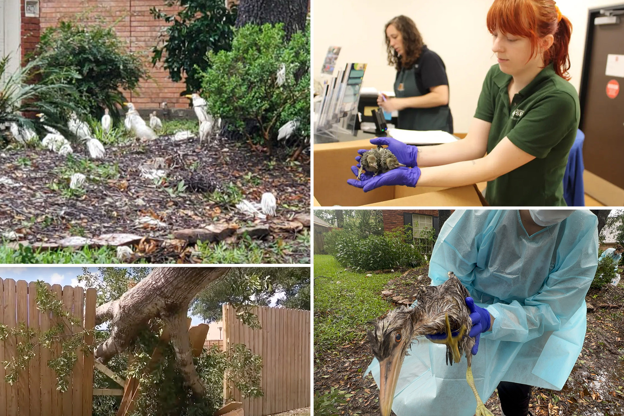 Texas shelters seek help for hundreds of animals displaced after Beryl