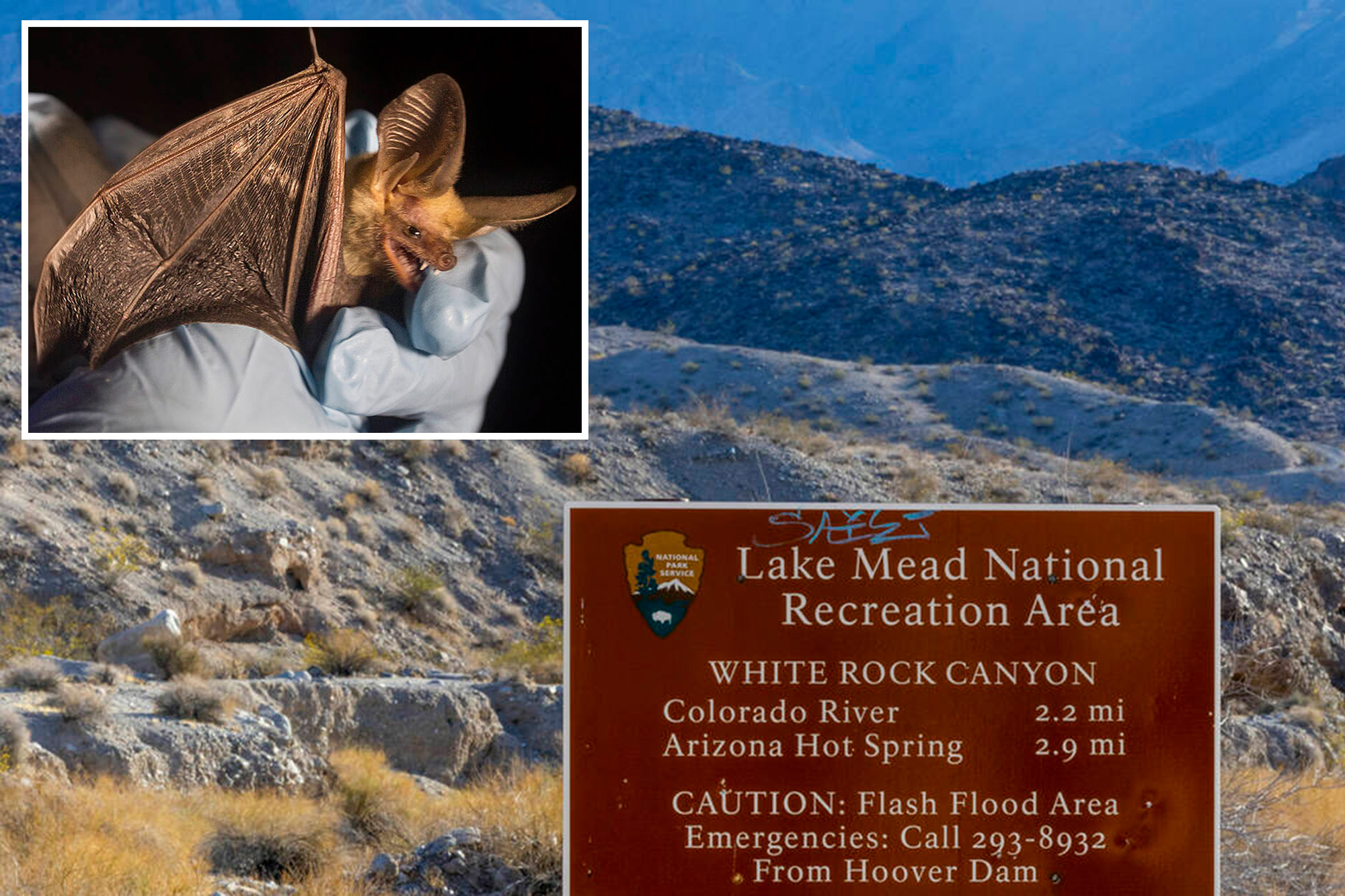 Deadly disease linked to bat fungus confirmed in tourist hotspot near Las Vegas