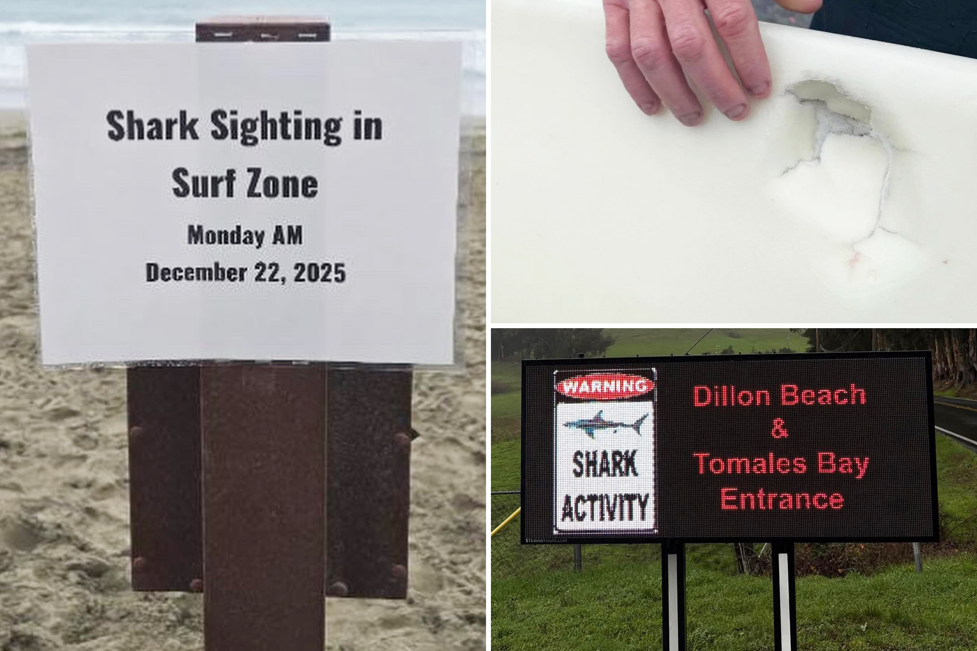 Surfer lucky to be alive after near death brush with great white in ‘shark pit’