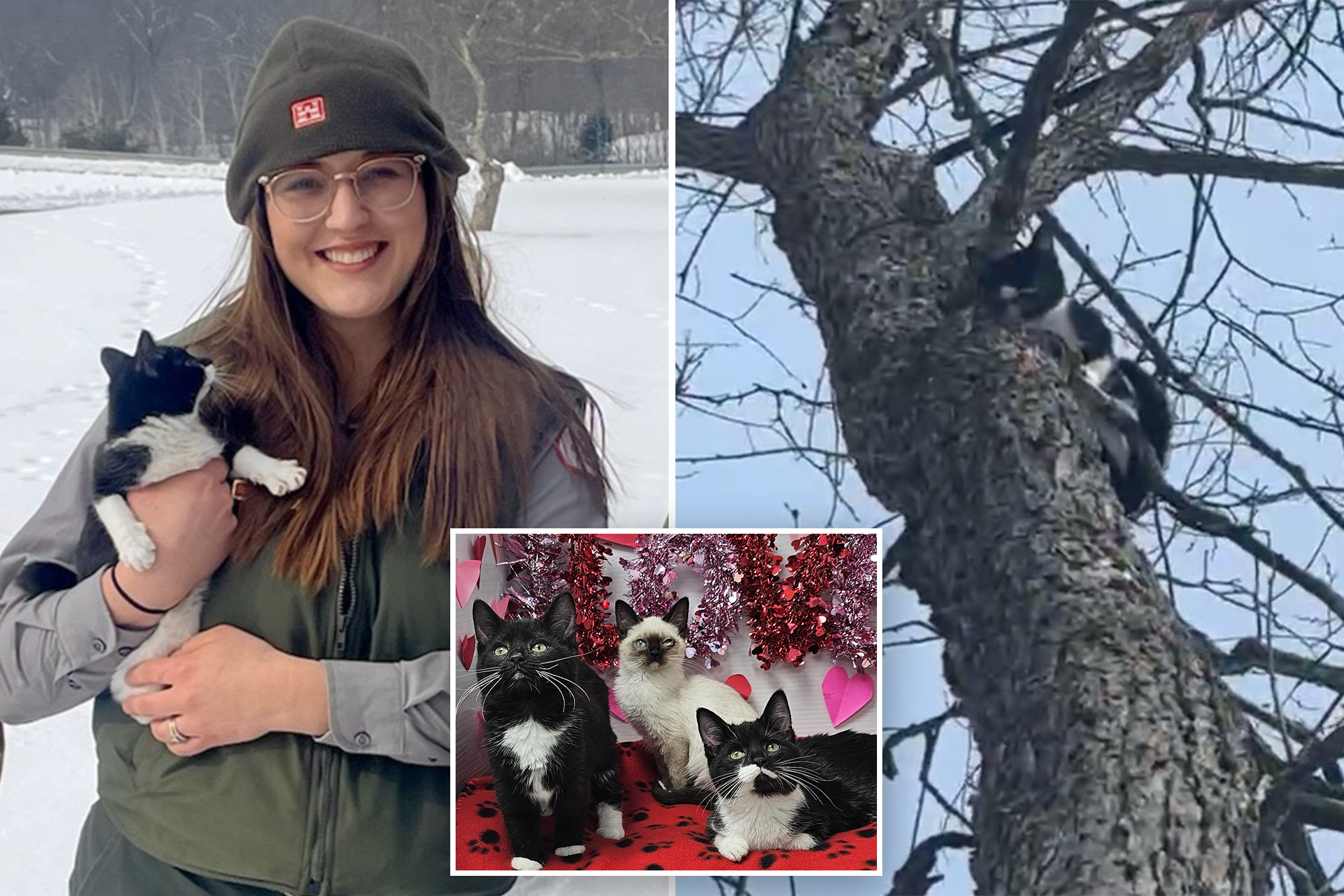 Heartwarming Rescue: Abandoned Kittens Thrive After Being Saved from Freezing Cold