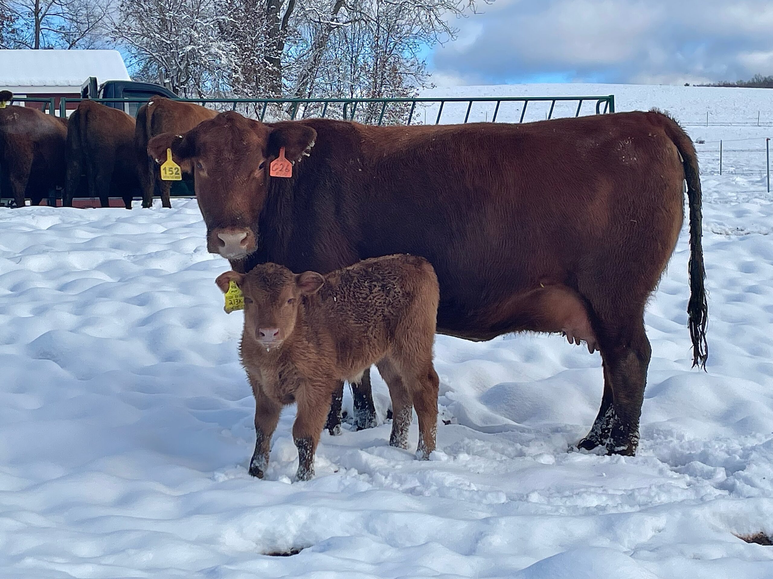 Pleasant View Farms New York Red Angus