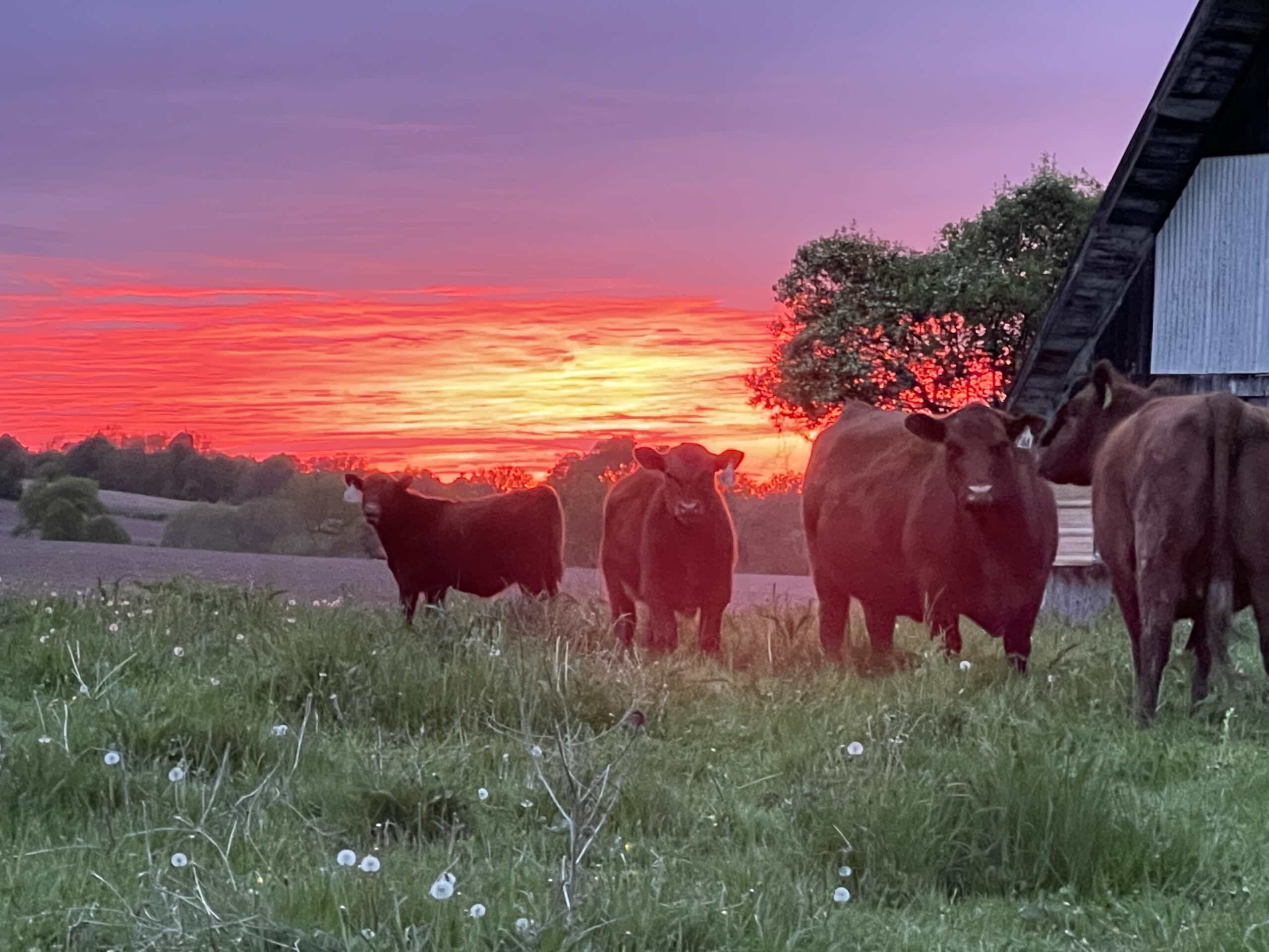 Shepard Settlement Farm New York Red Angus