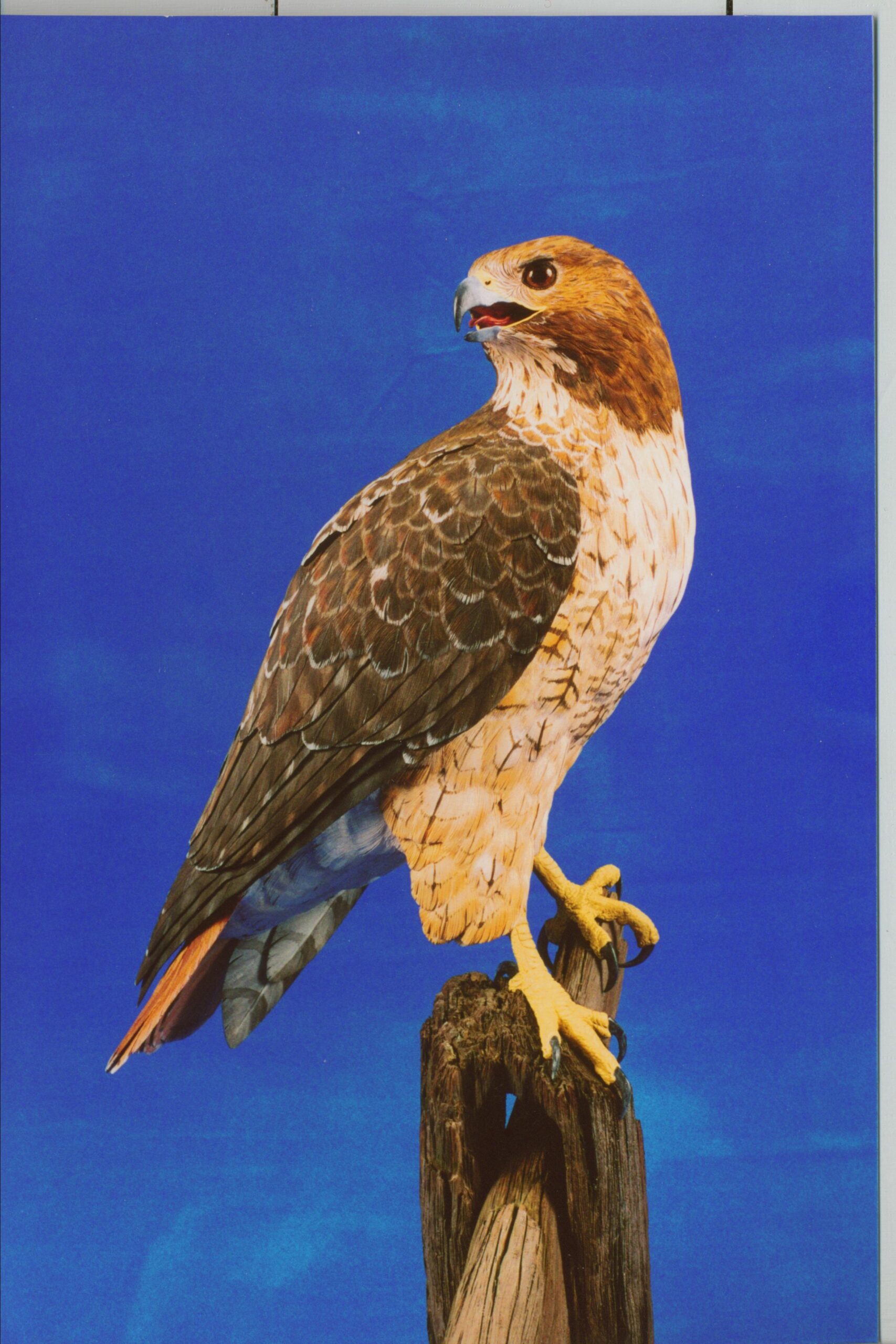 Field Meet Guest Speaker Al Jordan New York State Falconry Association