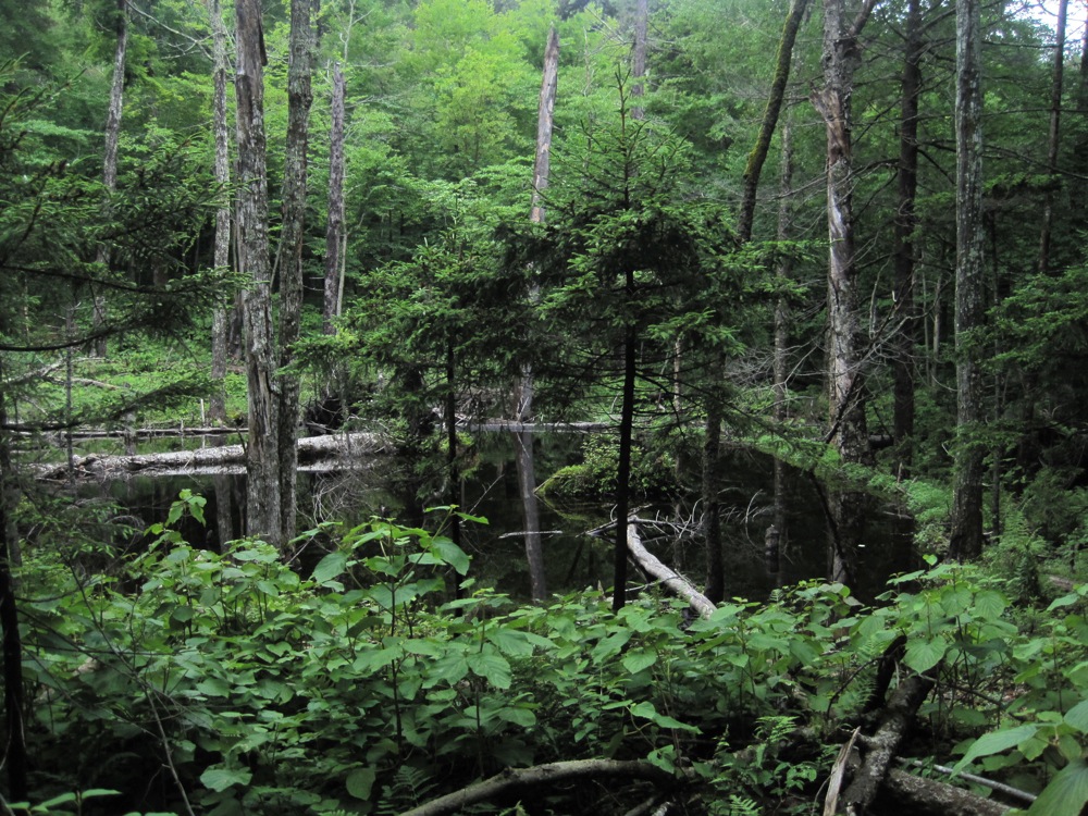 Thirteenth Lake Hike, NY • NYSkiBlog
