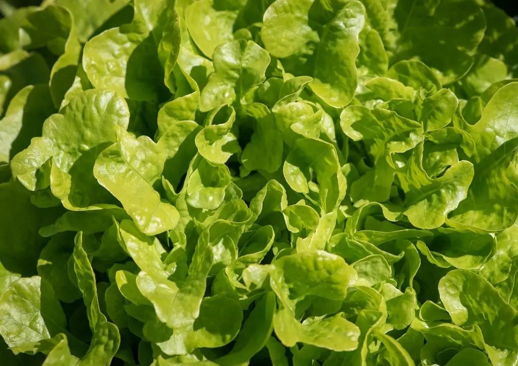 Er salat sunt? 16 gode grunner Helse