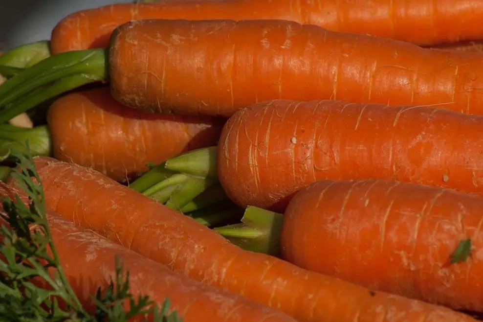 Er gulrot sunt? 17 gode grunner Helse