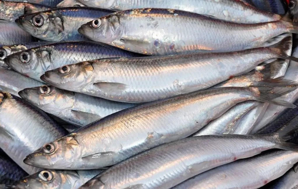 Er sild sunt? 13 gode grunner Helse
