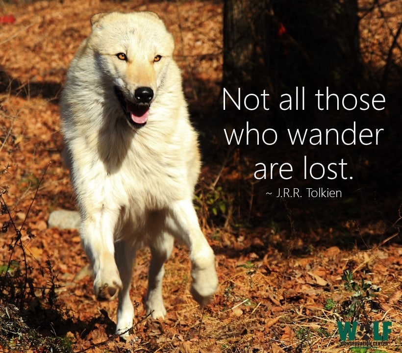 Wild Wolf Sighting in South Dakota? Wolf Conservation Center