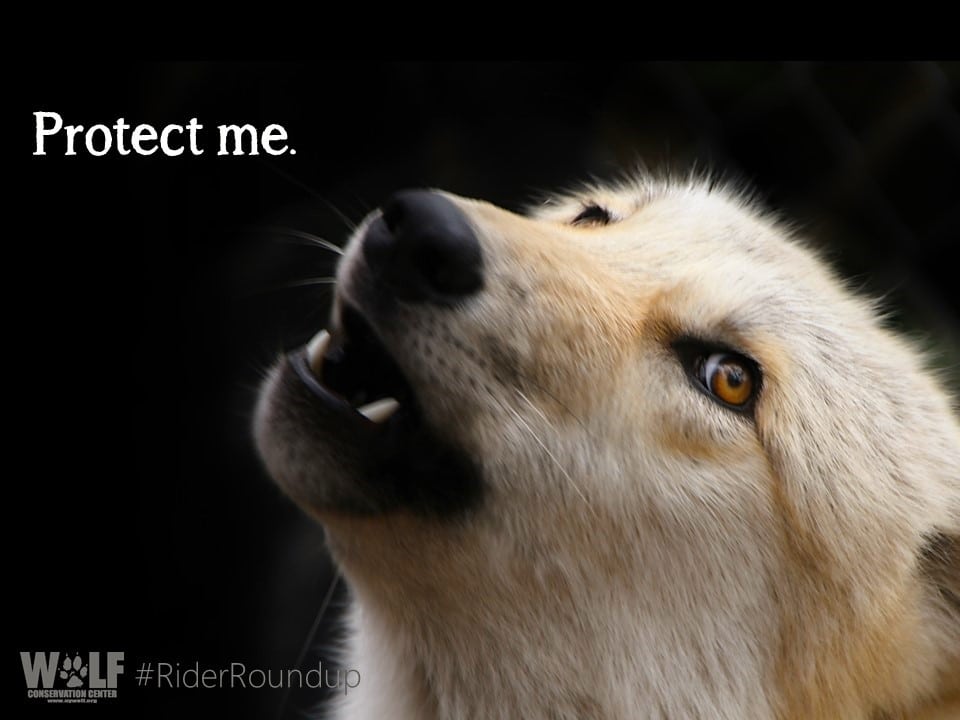 How Dangerous Is Roundup For Dogs