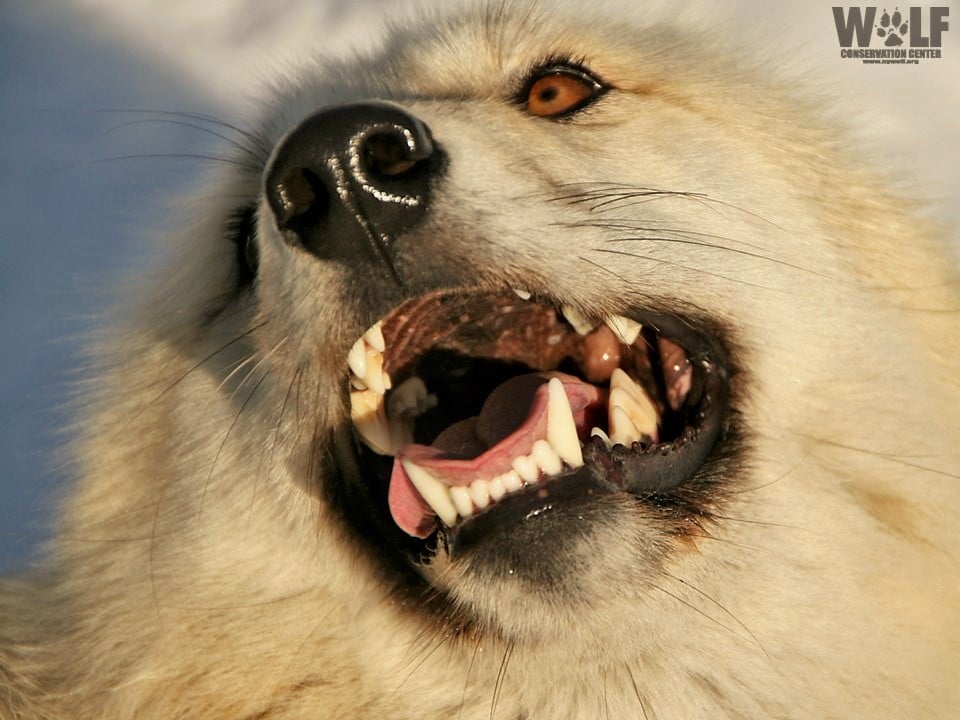My…What Big Teeth Wolves Have! Wolf Conservation Center