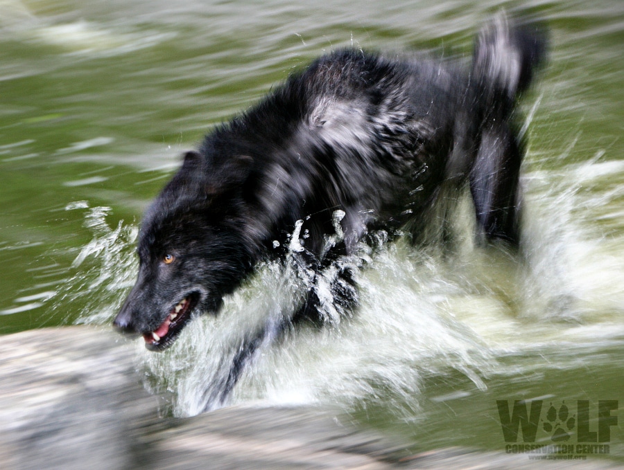 How Fast do Wolves Run? Wolf Conservation Center