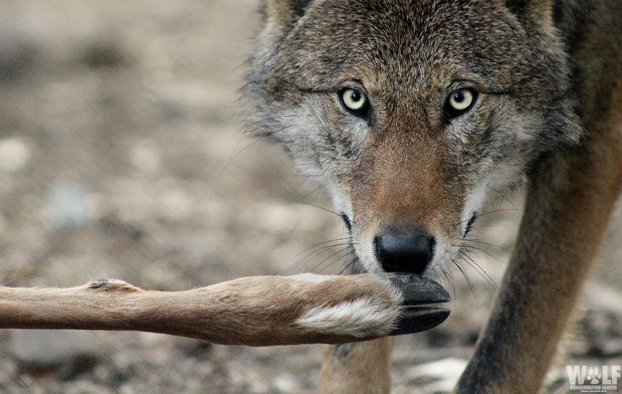 New Study Reveals Impact of Diet on Captive Red Wolf Gut Biome Wolf Conservation Center